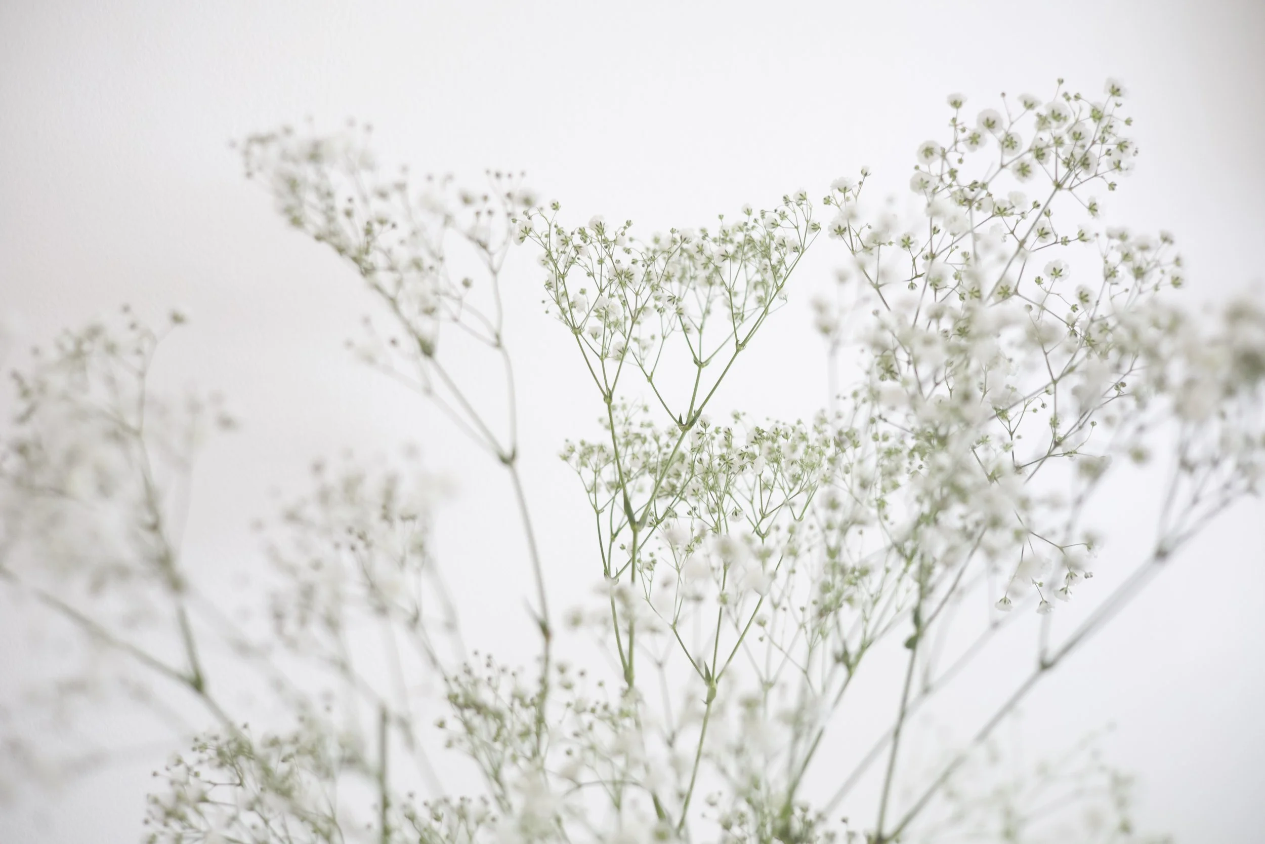 Baby S Breath Halden