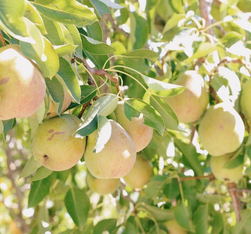 Pears! 🍐 One of our very favorites. Here are some fun facts that you may not know. 

1. There are over 3000 varieties of pears worldwide.
2. The majority of pears sold in the United States are grown on the west coast, mainly Oregon and Washington.
3