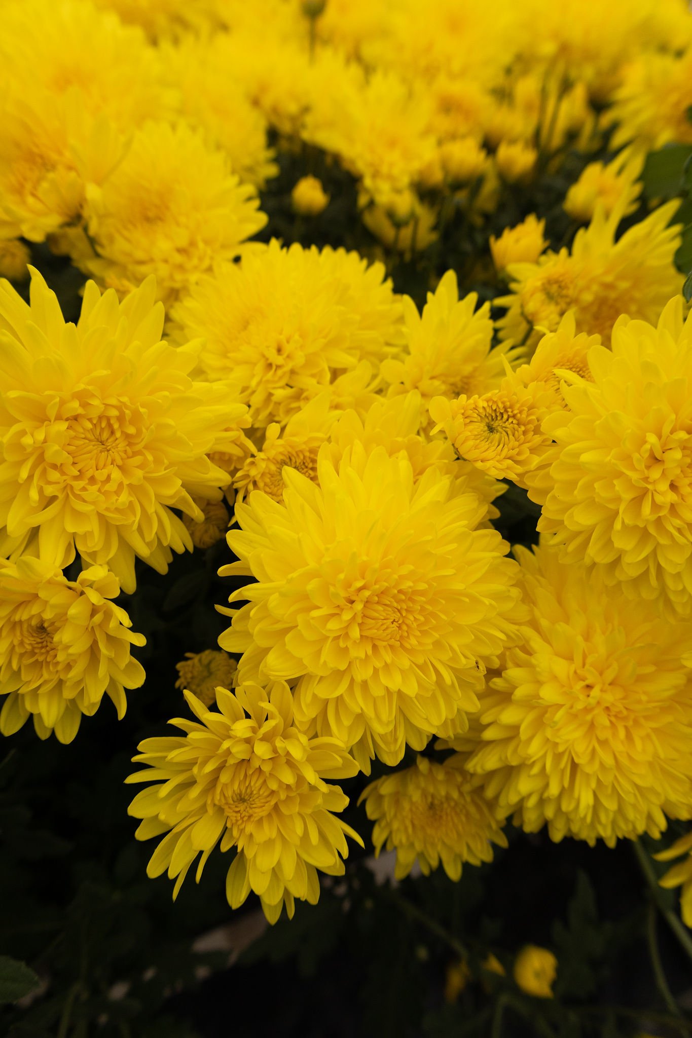 BQ8A9067.jpg