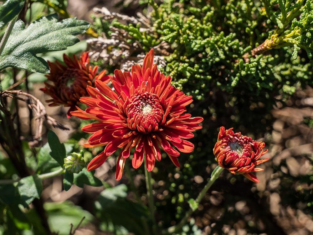 Chrysanthemum 'High Regards'