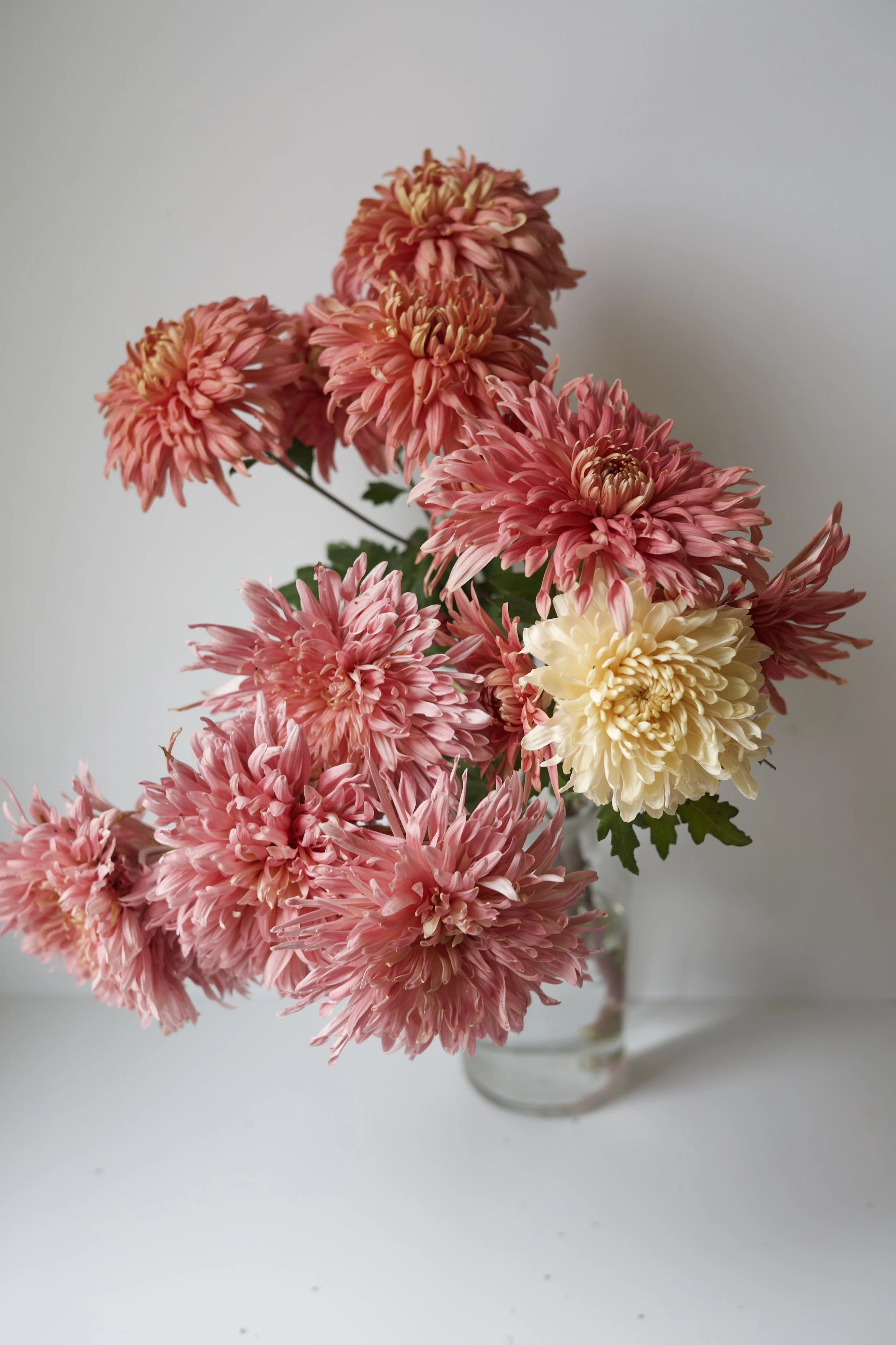 How To Grow Chrysanthemums in Zones 8, 9, 10 Humid/Tropical — HALDEN