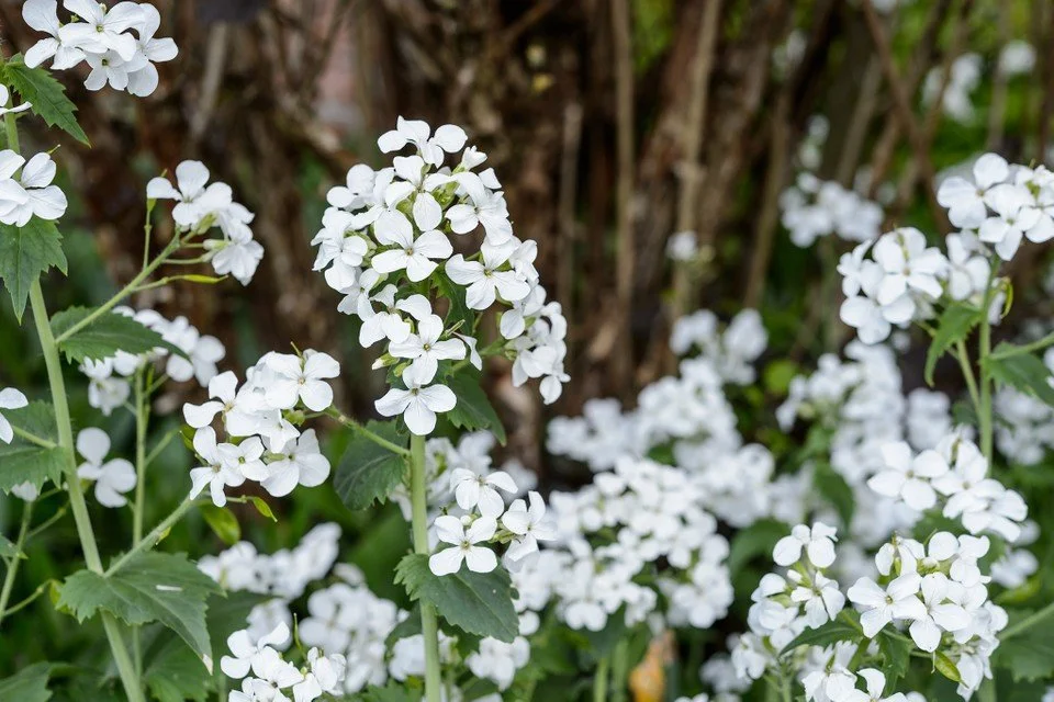 Lunaria White