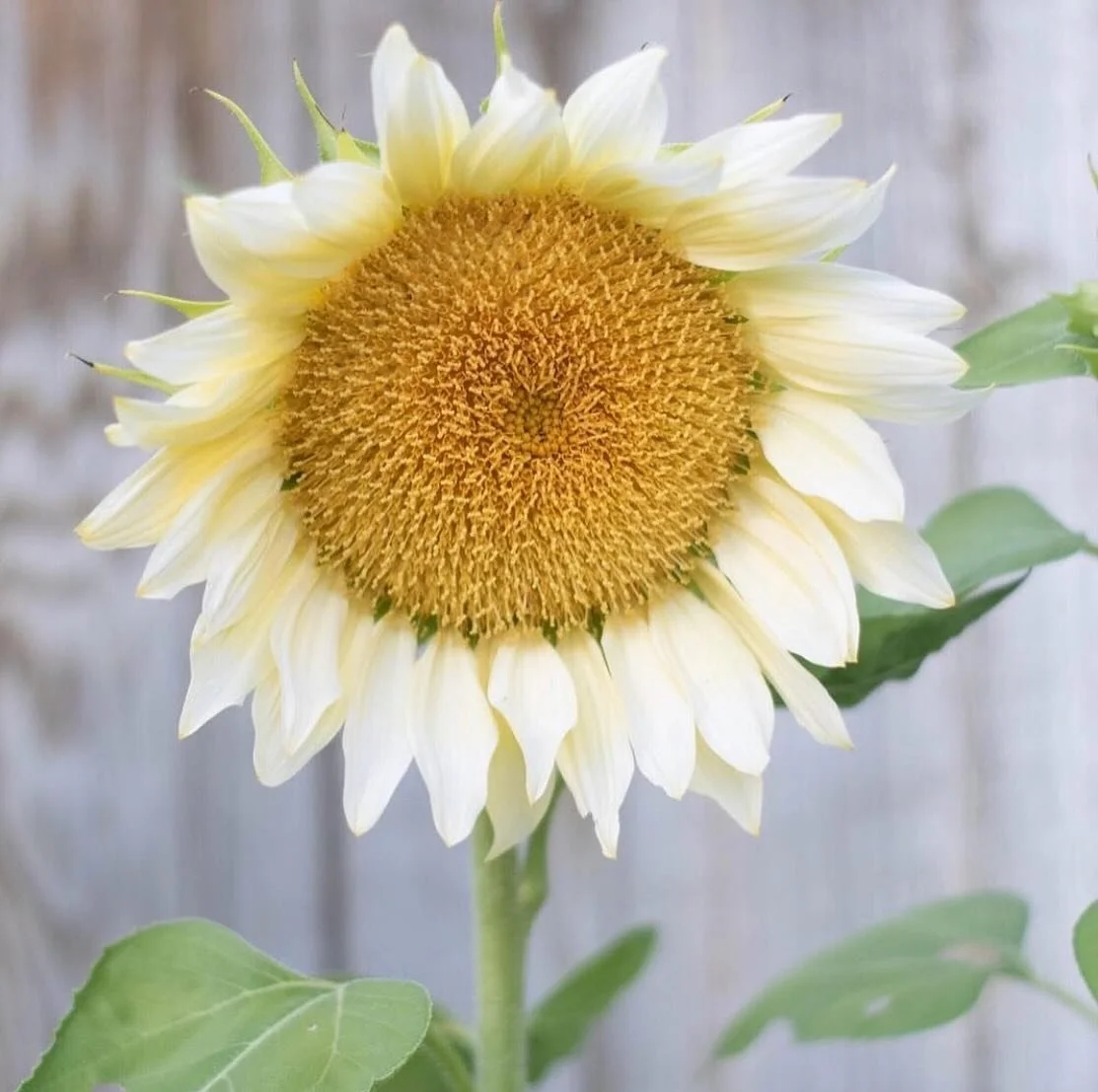 Sunflower &lsquo;Procut White Lite.&rsquo; It is just about as beautiful as a sunflower can get with its pale yellow petals and calm happy yellow face. If you&rsquo;ve got a cut flower garden, this easy grower that blends perfectly in bouquets is a m