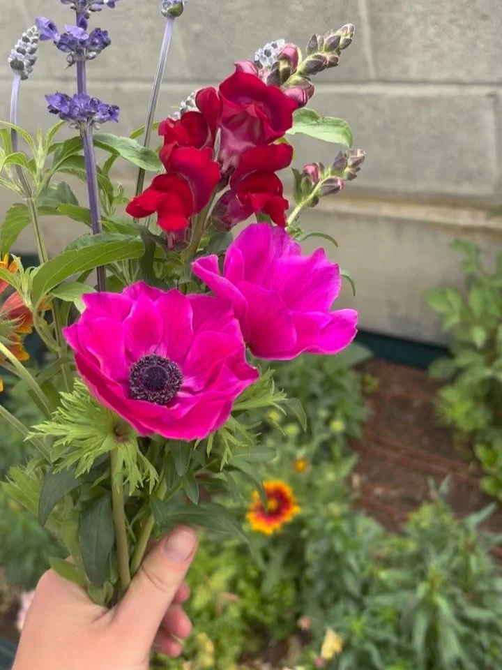 I grew all these in one ☝️ simple raised bed. You can too. Let me show you how!