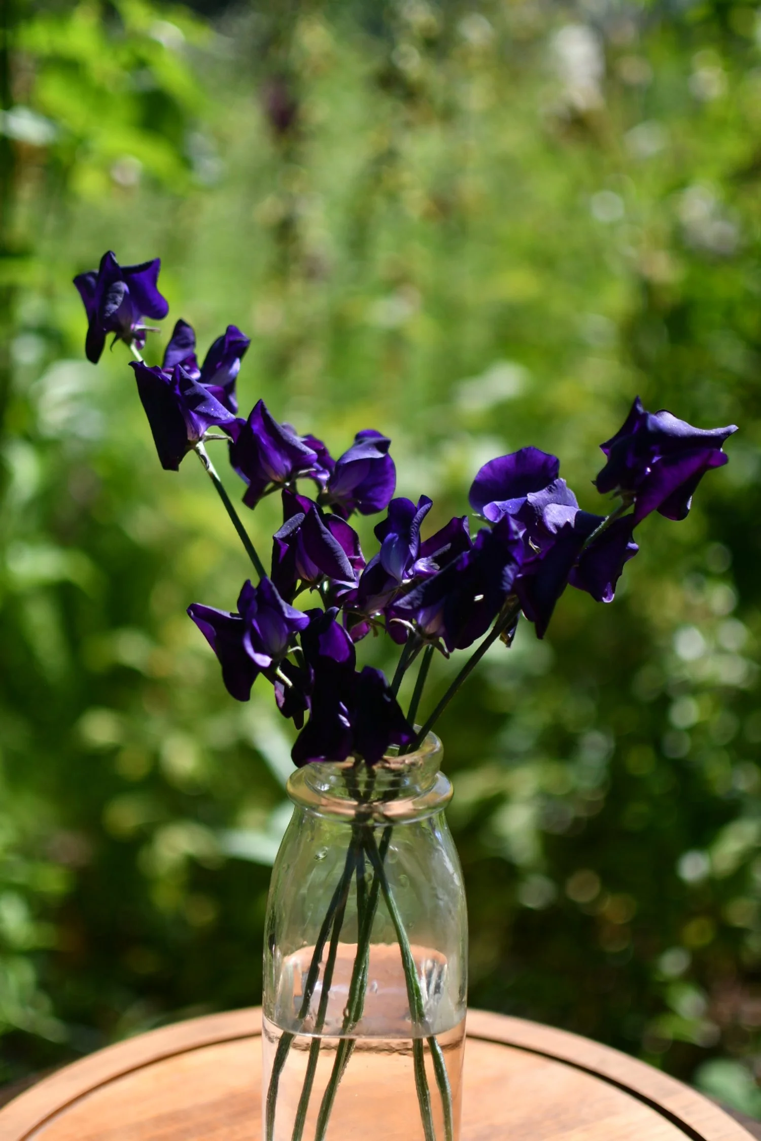 Sweet Pea 'Joyce Stanton'