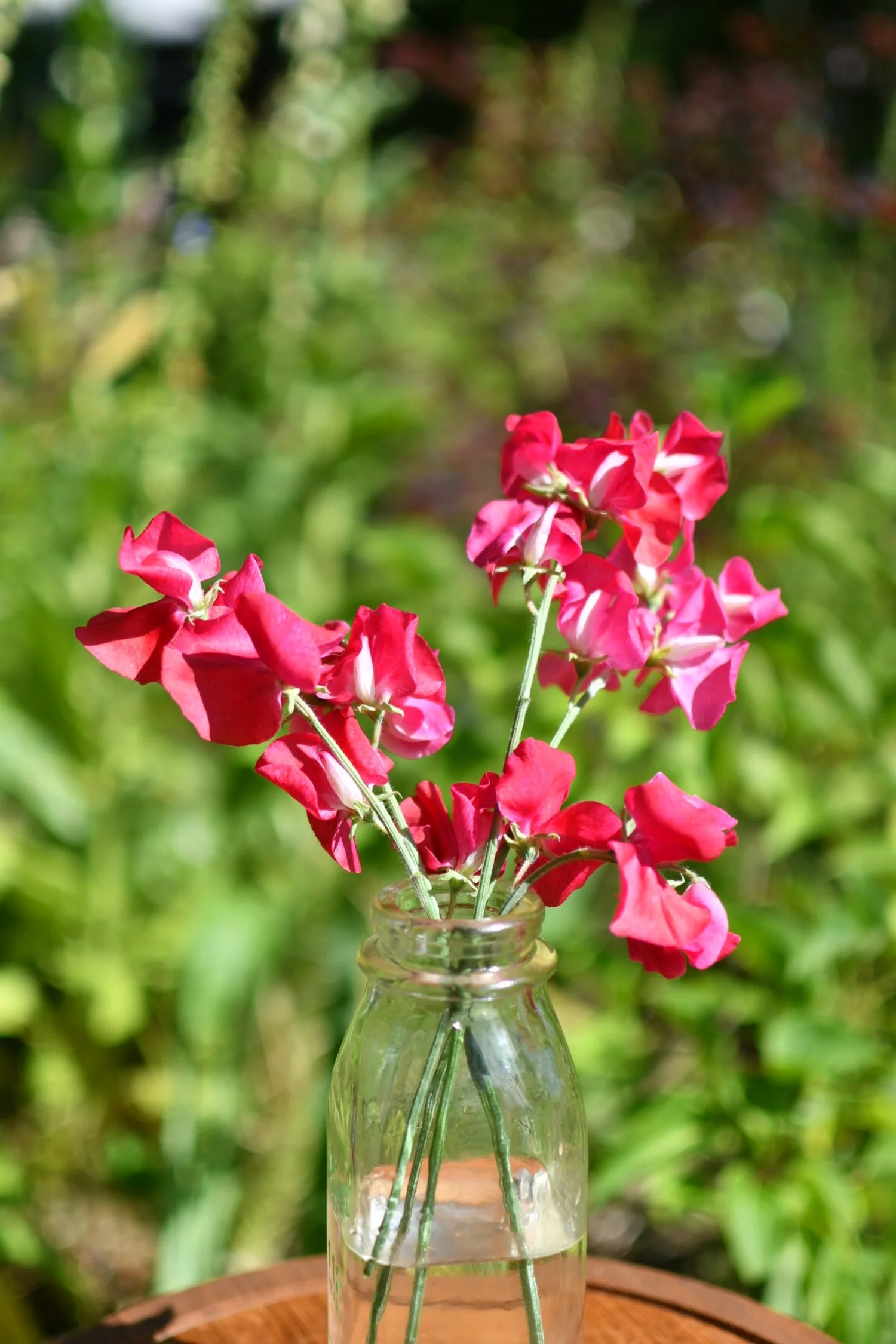 Sweet Pea 'Dynasty'