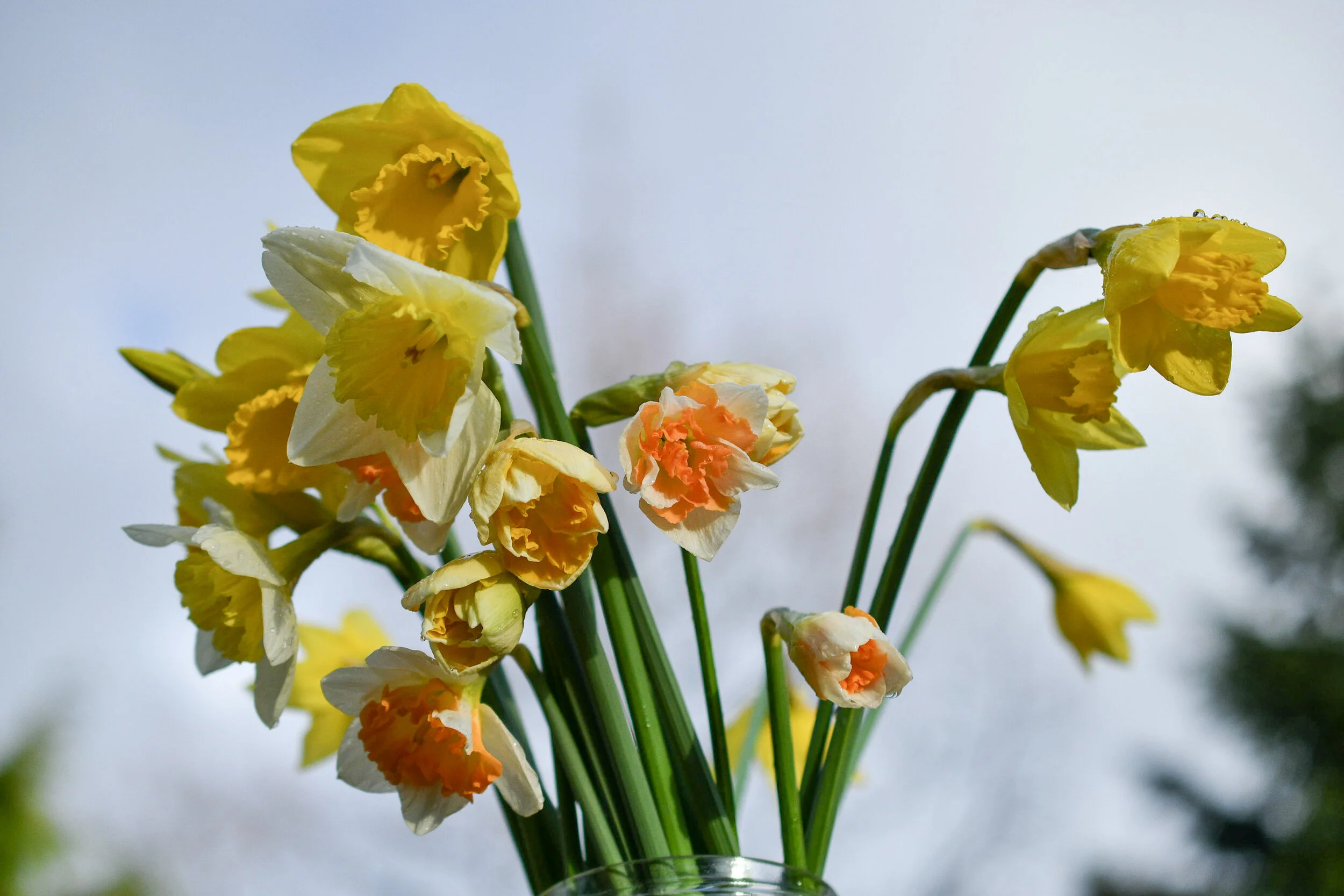 Late Winter & Spring Flowers-Pacific Floral | Comox Valley Florist ...