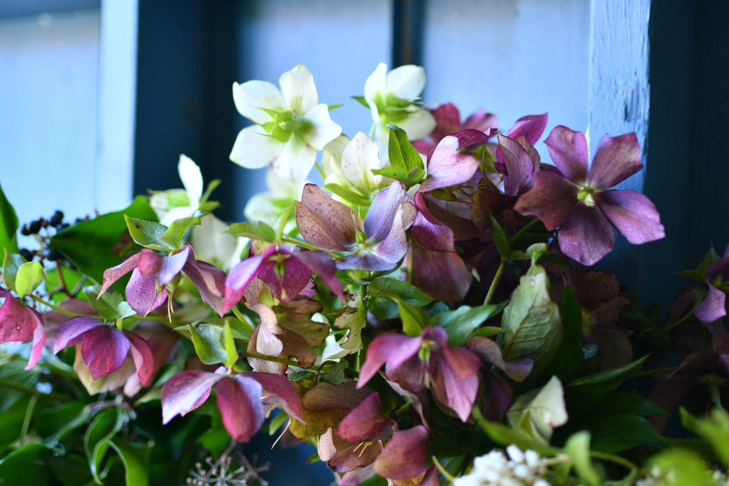 Late Winter & Spring Flowers-Pacific Floral | Comox Valley Florist ...