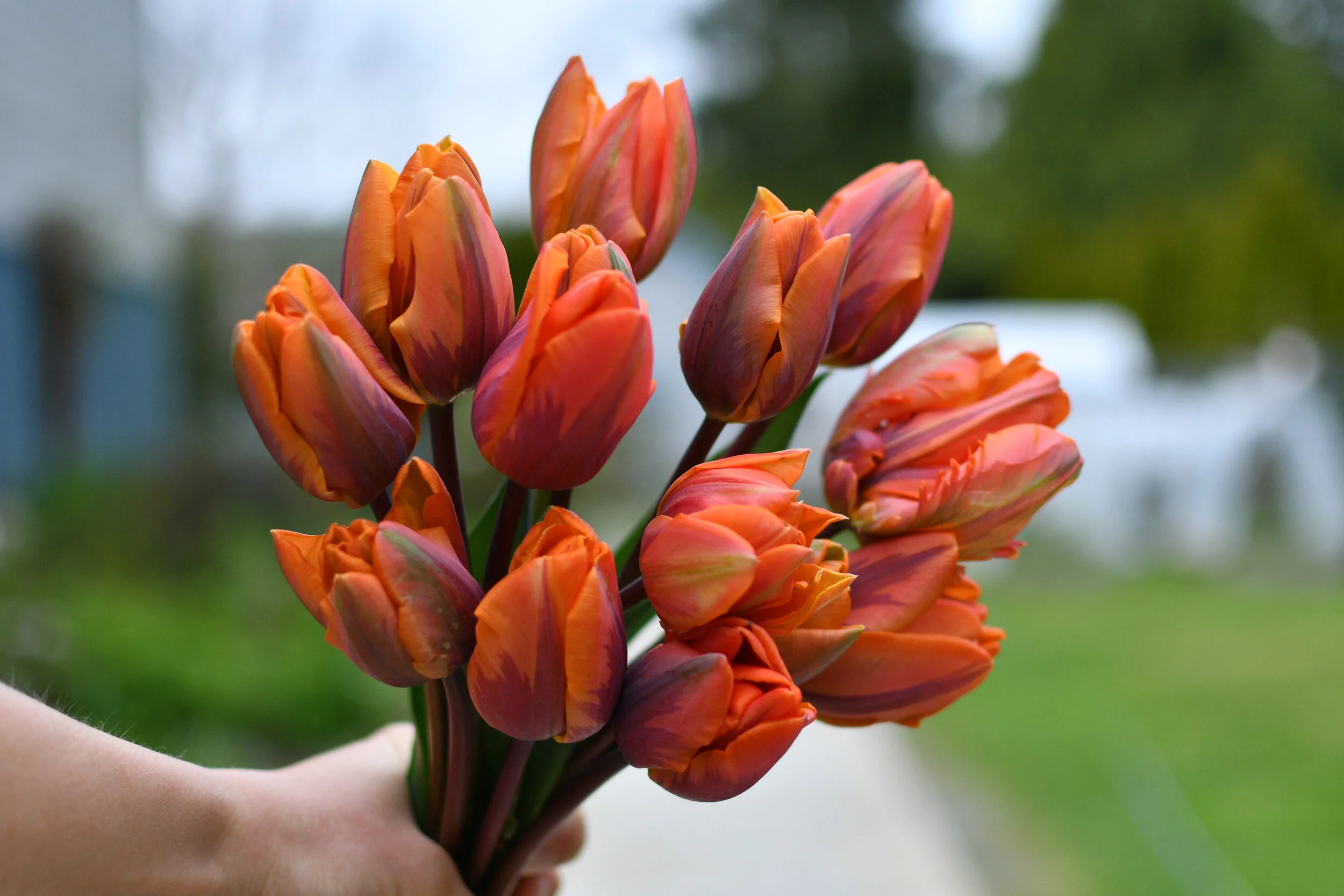Late Winter & Spring Flowers-Pacific Floral | Comox Valley Florist ...