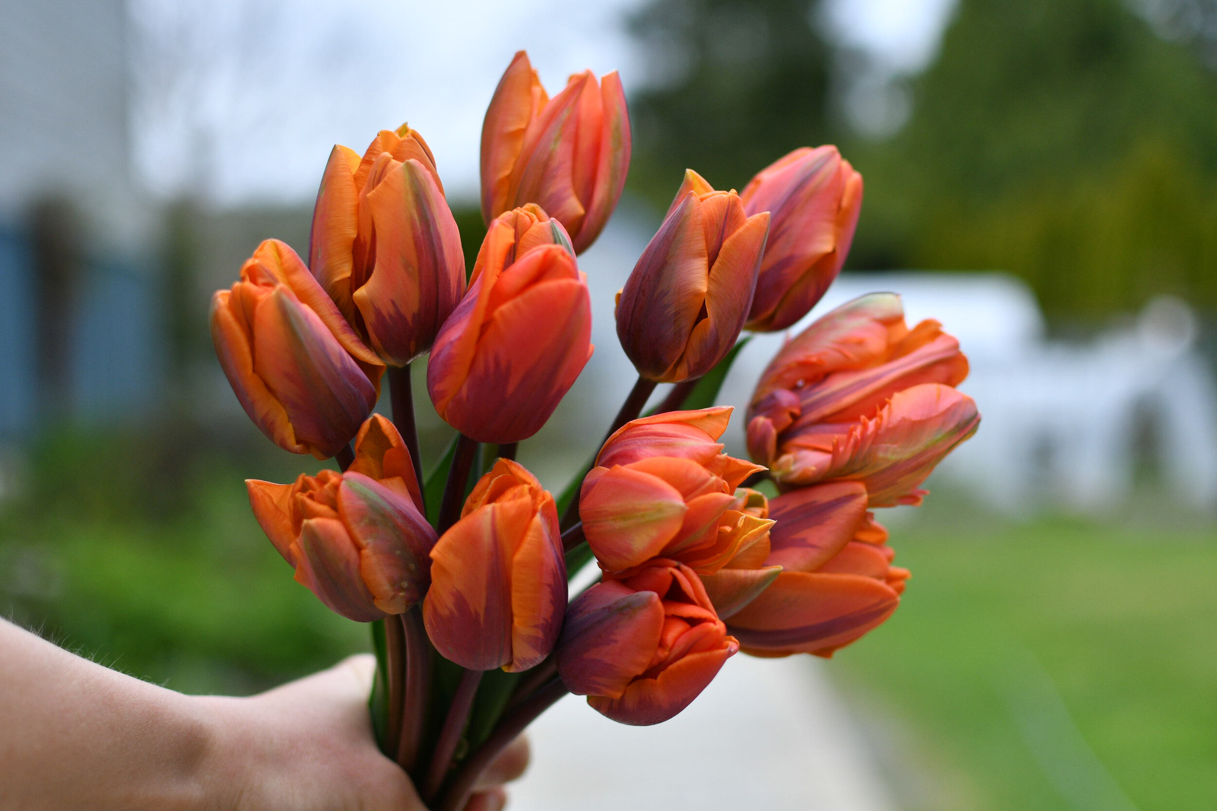 Late Winter & Spring Flowers-Pacific Floral | Comox Valley Florist ...