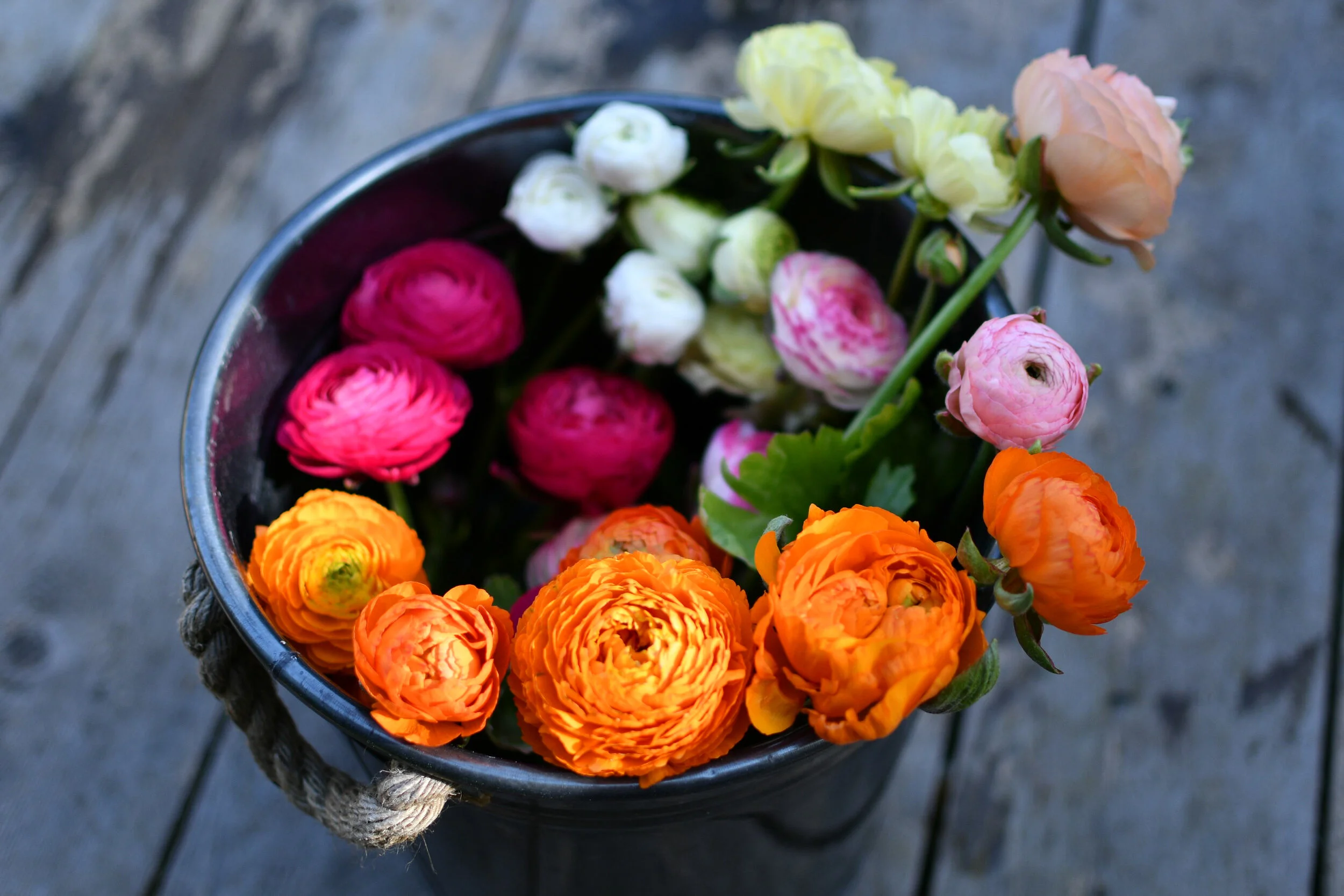 Late Winter & Spring Flowers-Pacific Floral | Comox Valley Florist ...