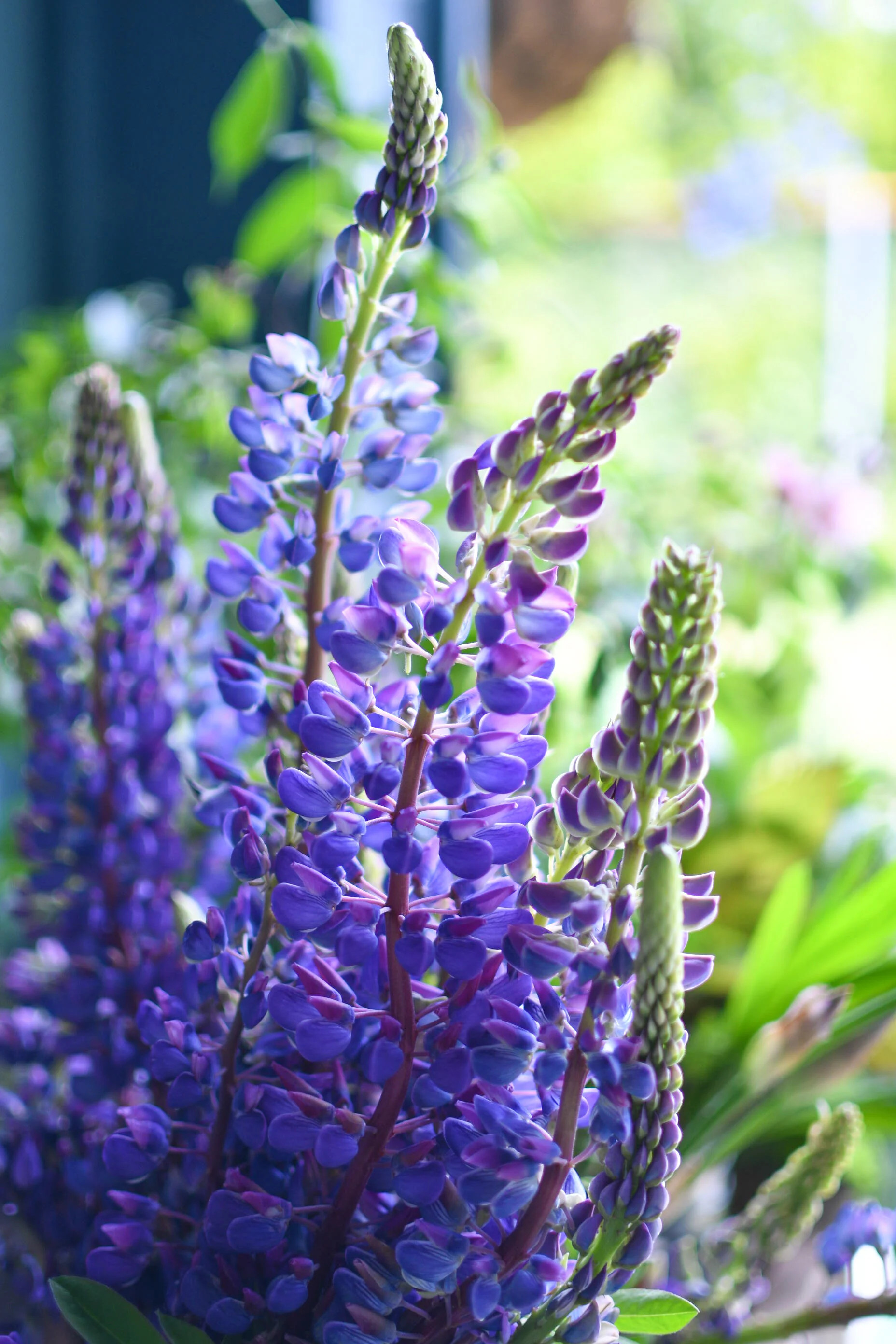 Late Winter & Spring Flowers-Pacific Floral | Comox Valley Florist ...
