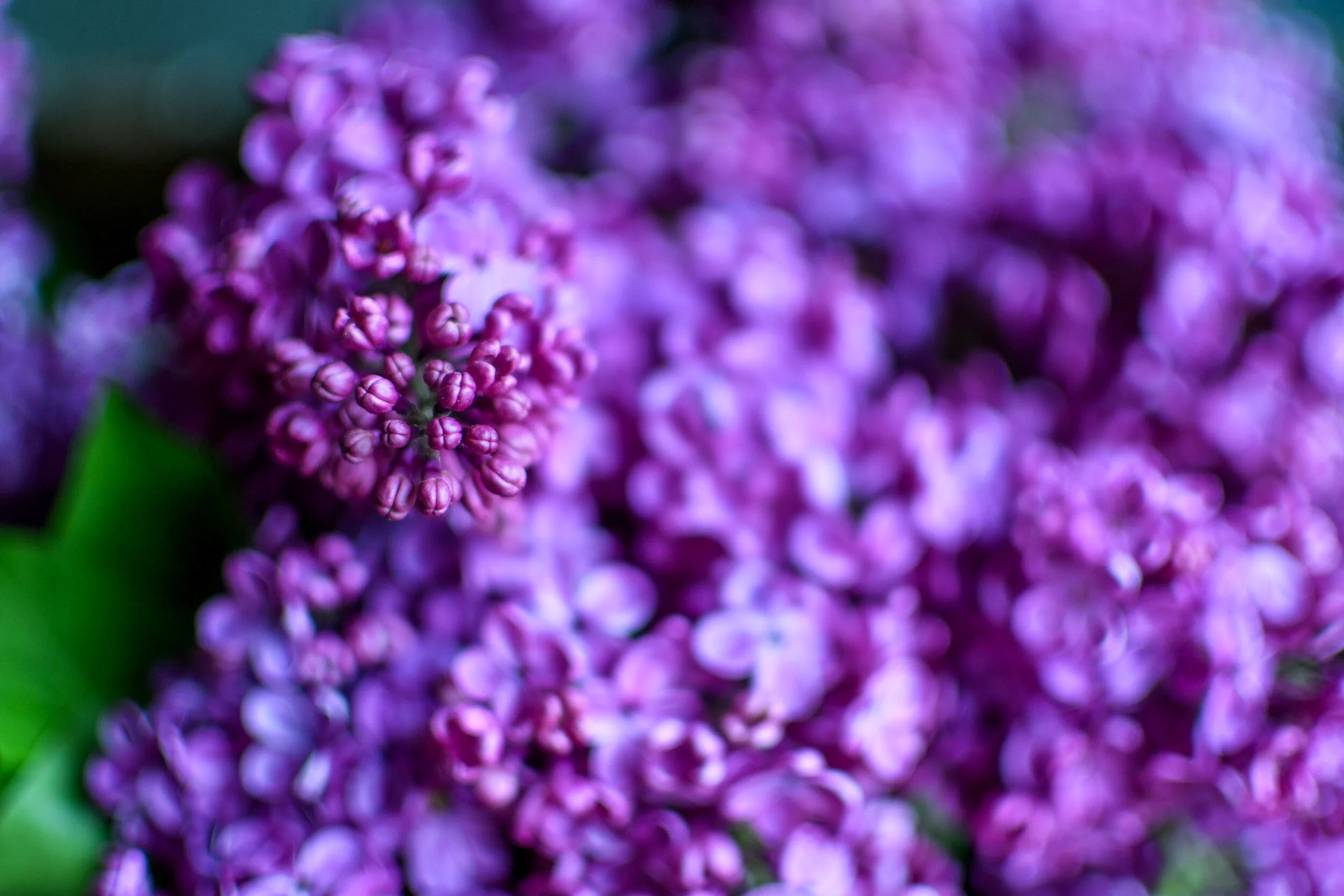 Late Winter & Spring Flowers-Pacific Floral | Comox Valley Florist ...
