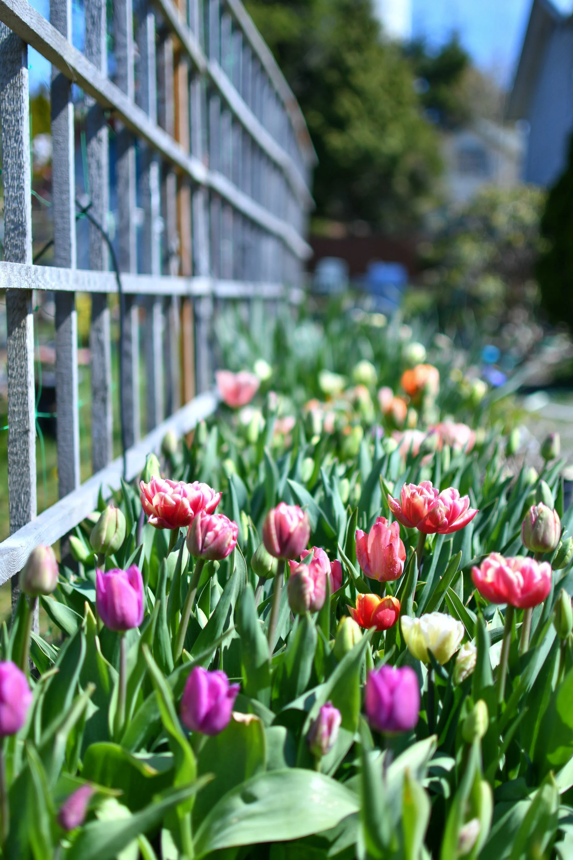 Late Winter & Spring Flowers-Pacific Floral | Comox Valley Florist ...