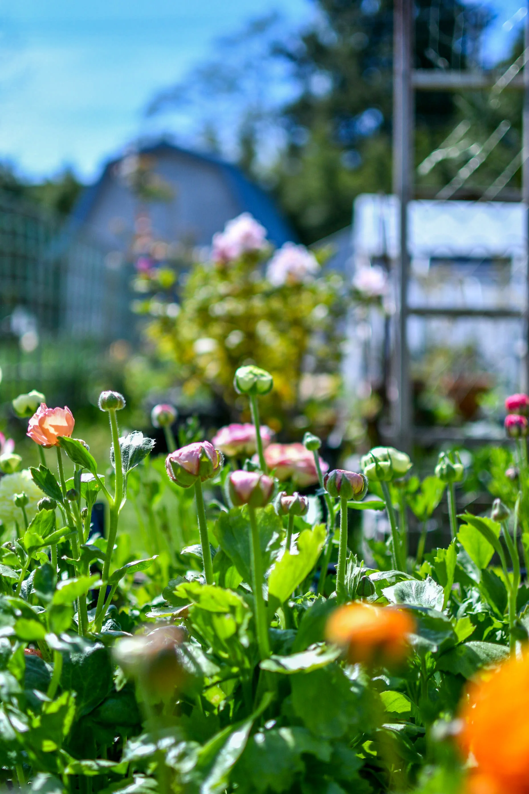 Late Winter & Spring Flowers-Pacific Floral | Comox Valley Florist ...