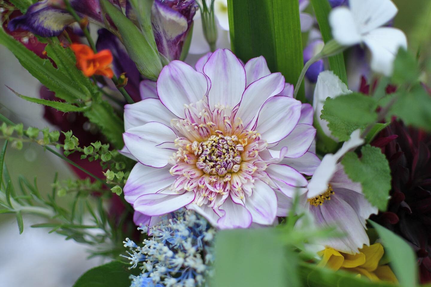 It&rsquo;s the start of #canadianflowersweek July 16-22. I feel so grateful to be apart of this amazing flower community. There is so much passion snd love behind many of the people working in all areas with flowers. I feel lucky to be apart of it sn