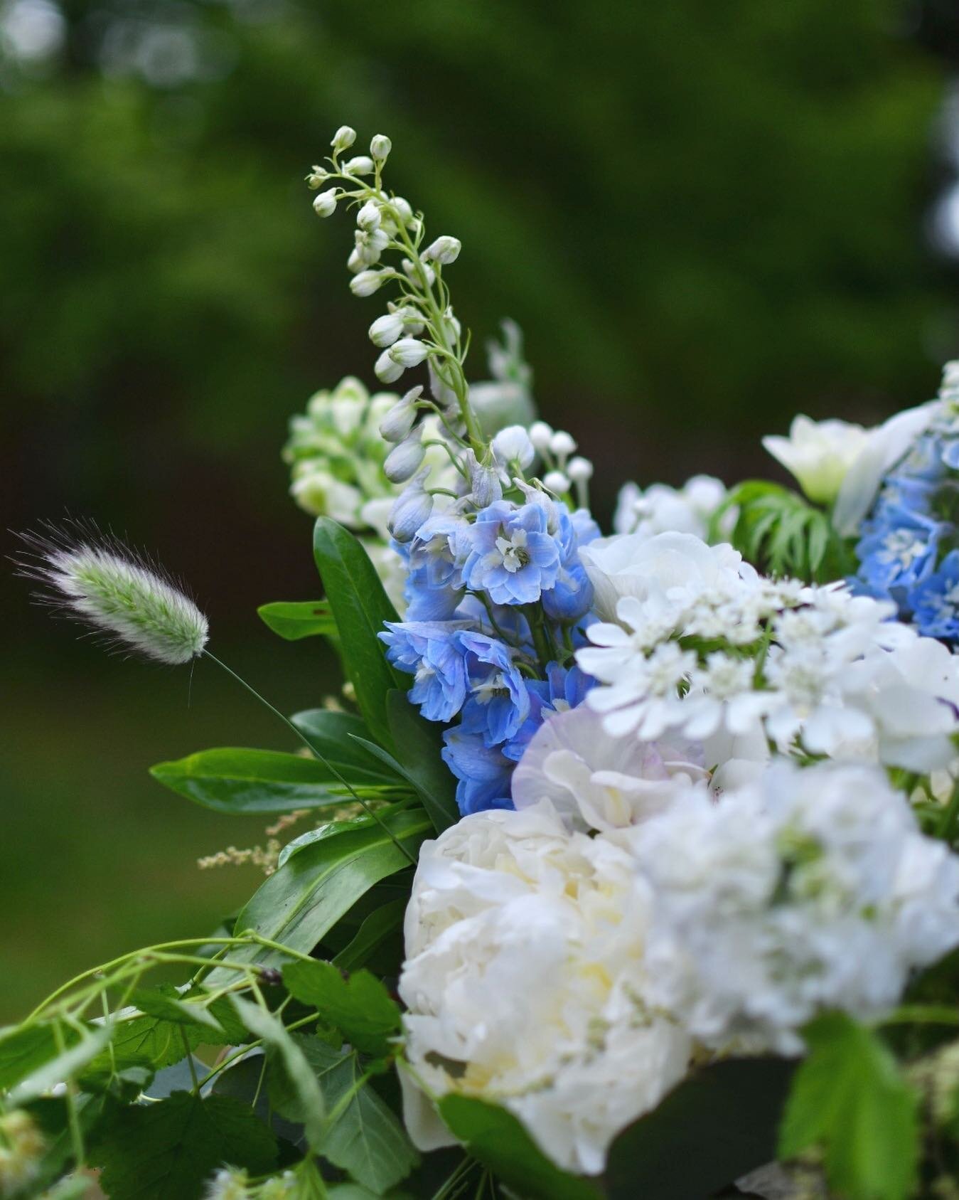 Blue is one of the more rare colors to come by in the flower world. I grow a few other true blue flowers, but when I think of blue the first flower that always comes to my mind are delphinium. The pale ice blue color of these amazing flowers are so s