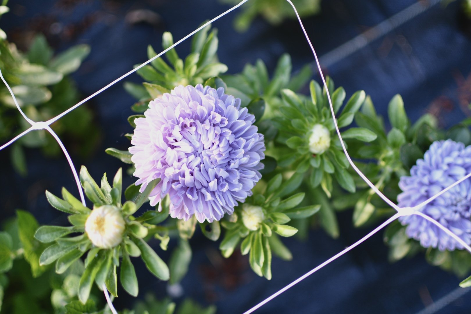 China Aster Moonstone.jpg