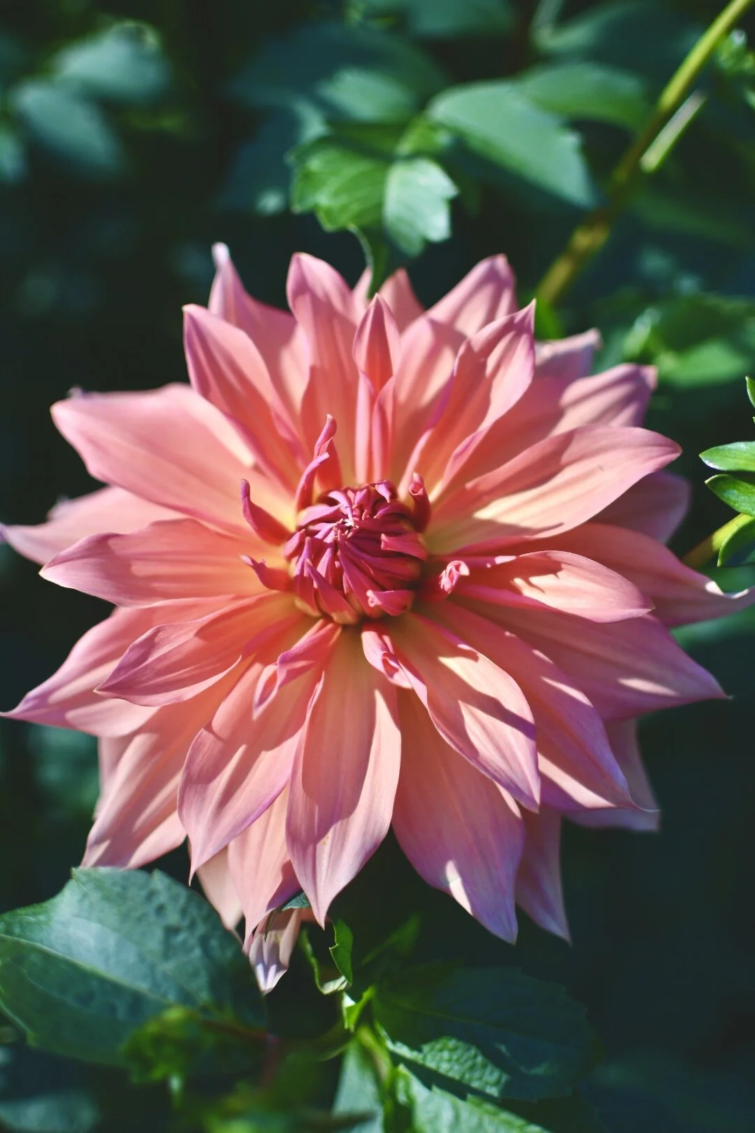 Babylon Bronze Dahlia