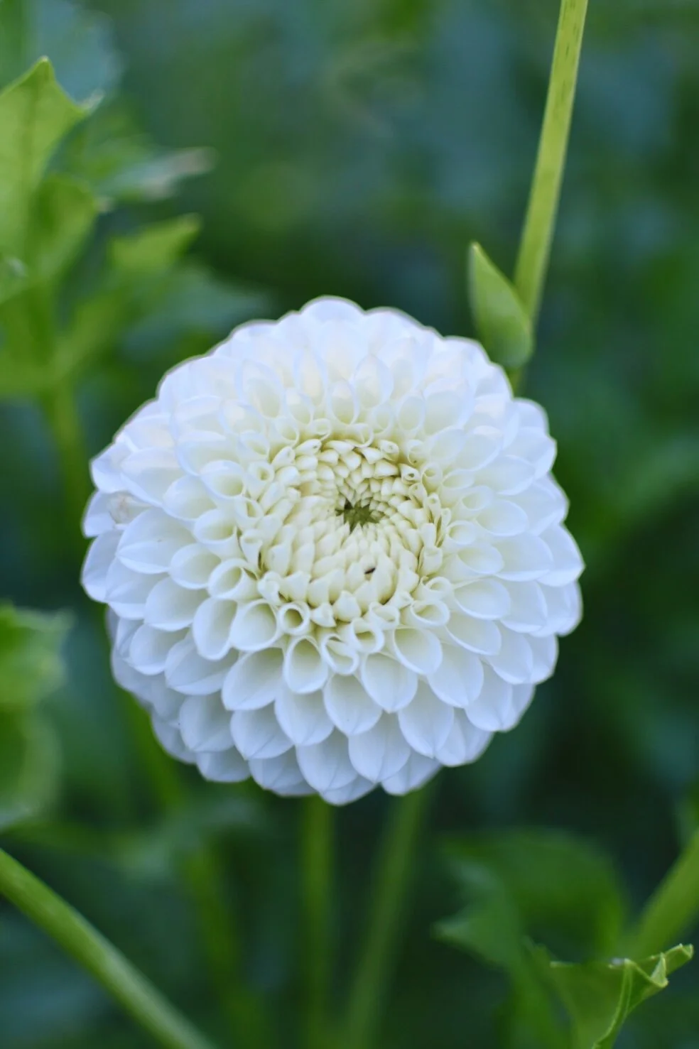 Brookside Snowball Dahlia