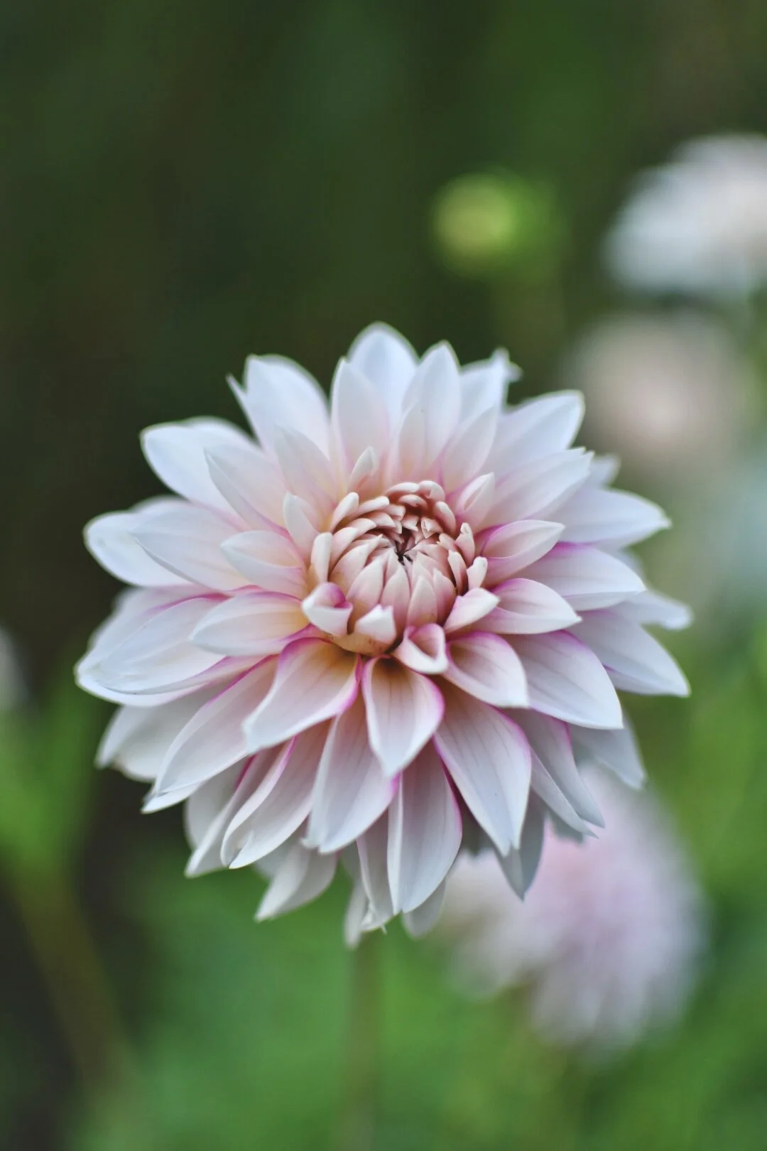 Budapest Blush Dahlia
