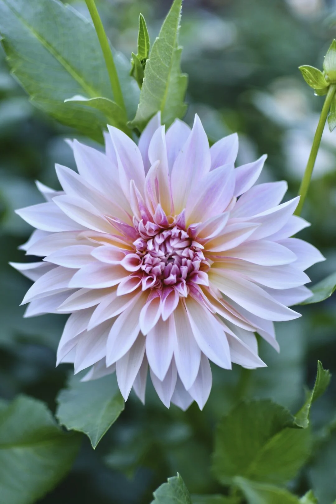 Cafe Au Lait Dahlia