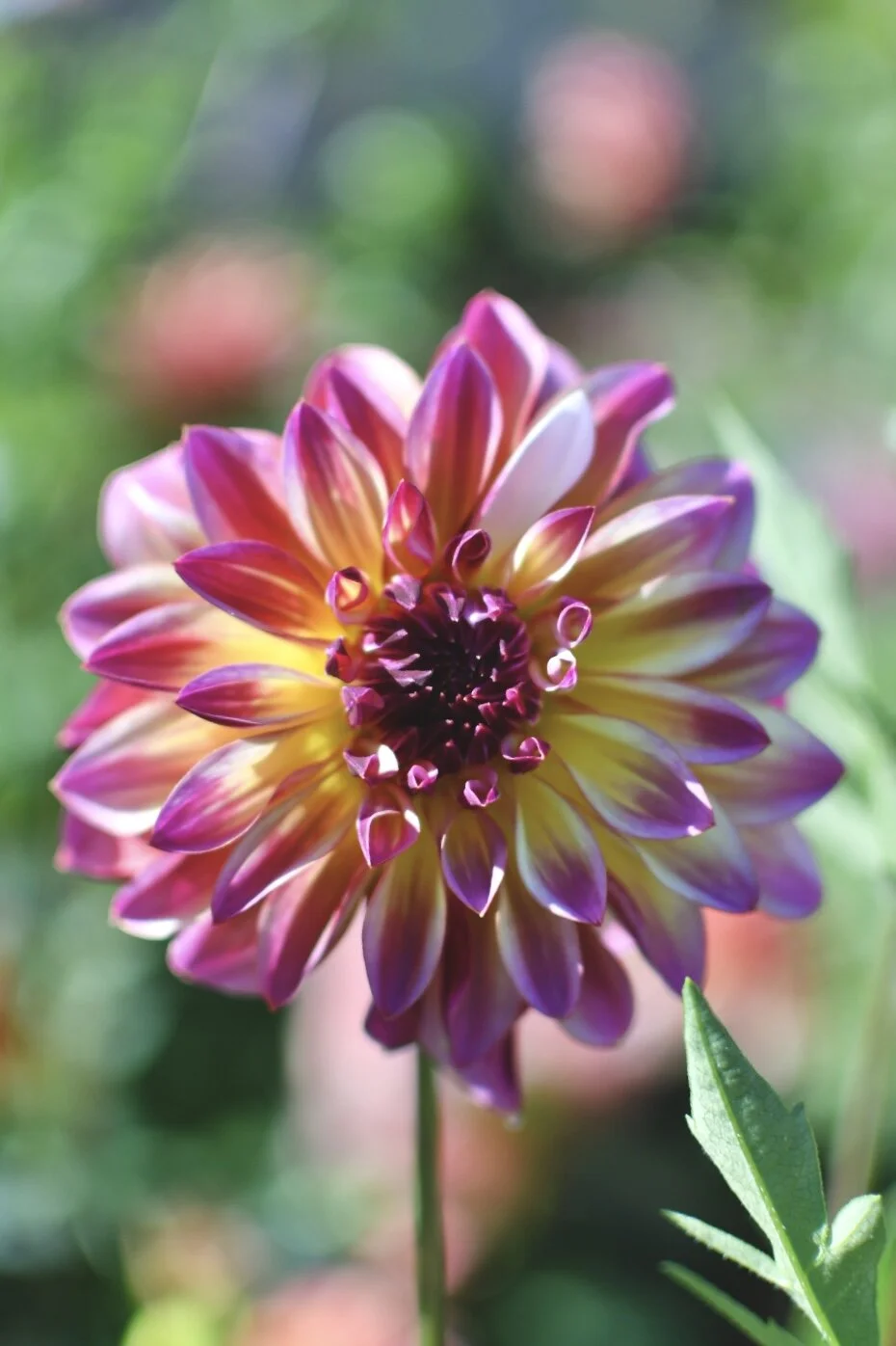 A747AA97-1156-43CD-B945-82BC29BFAAFF