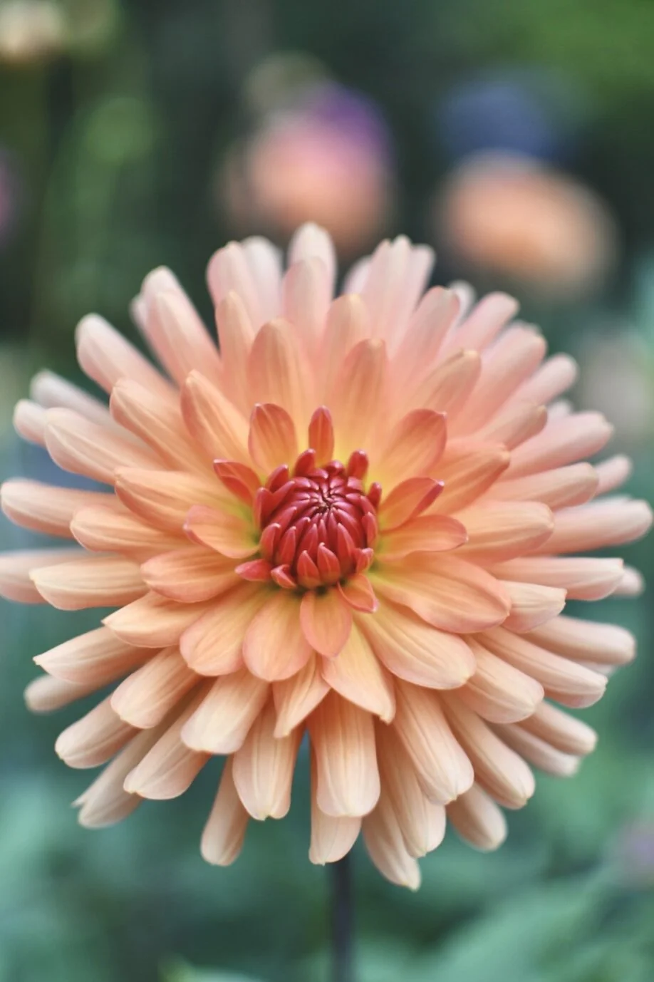 Doug's Classic Dahlia