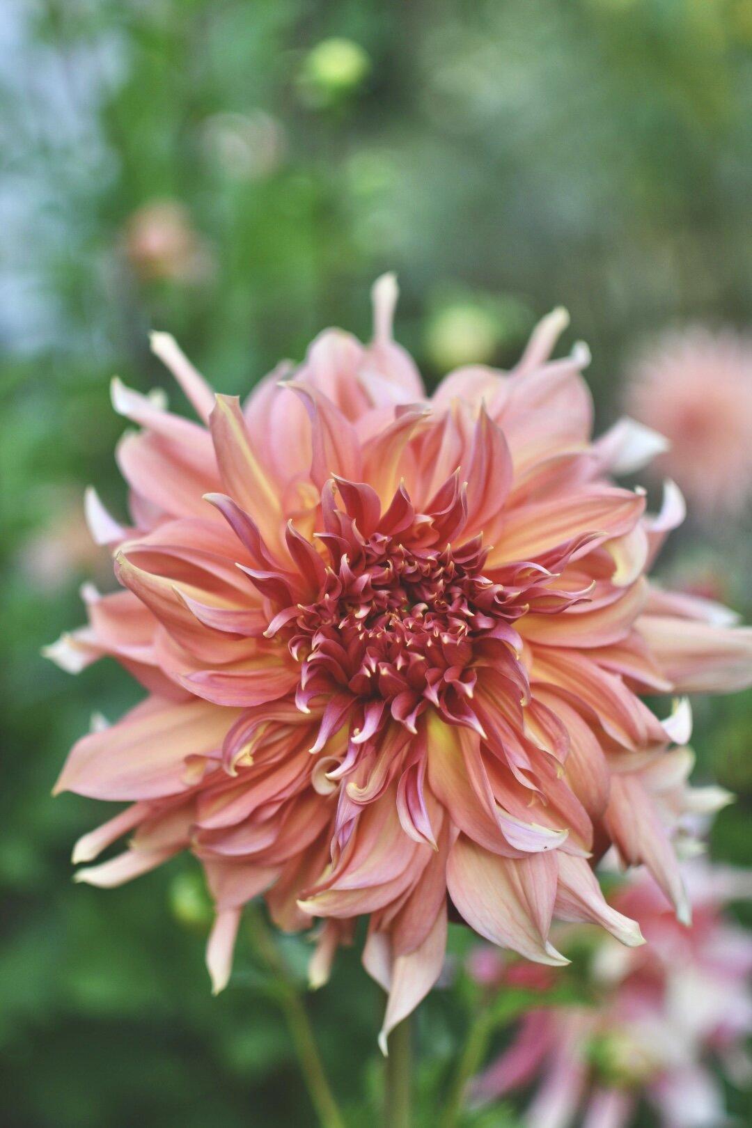 Fairway Spur Dahlia