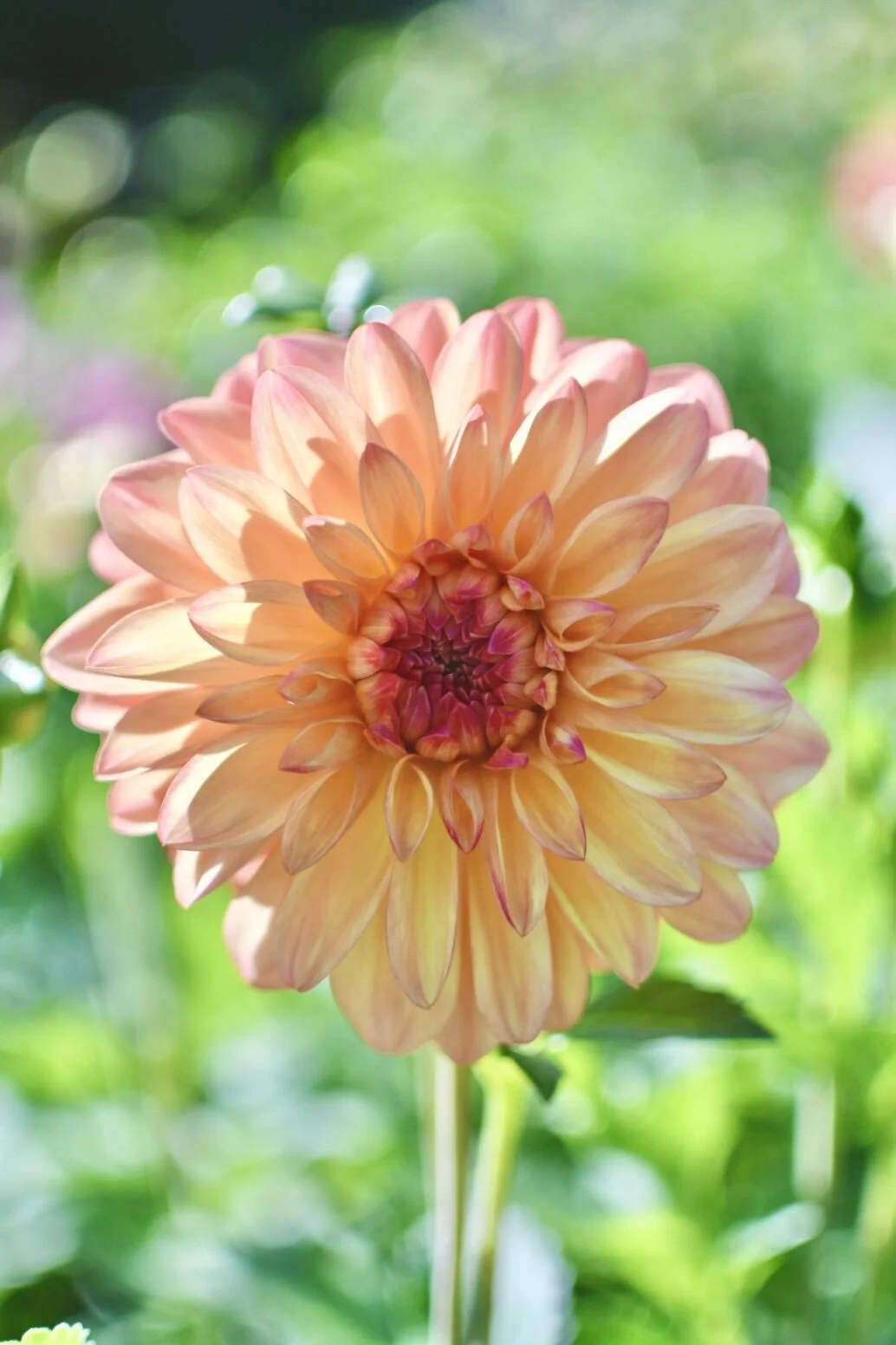Ferncliff Coffer Dahlia
