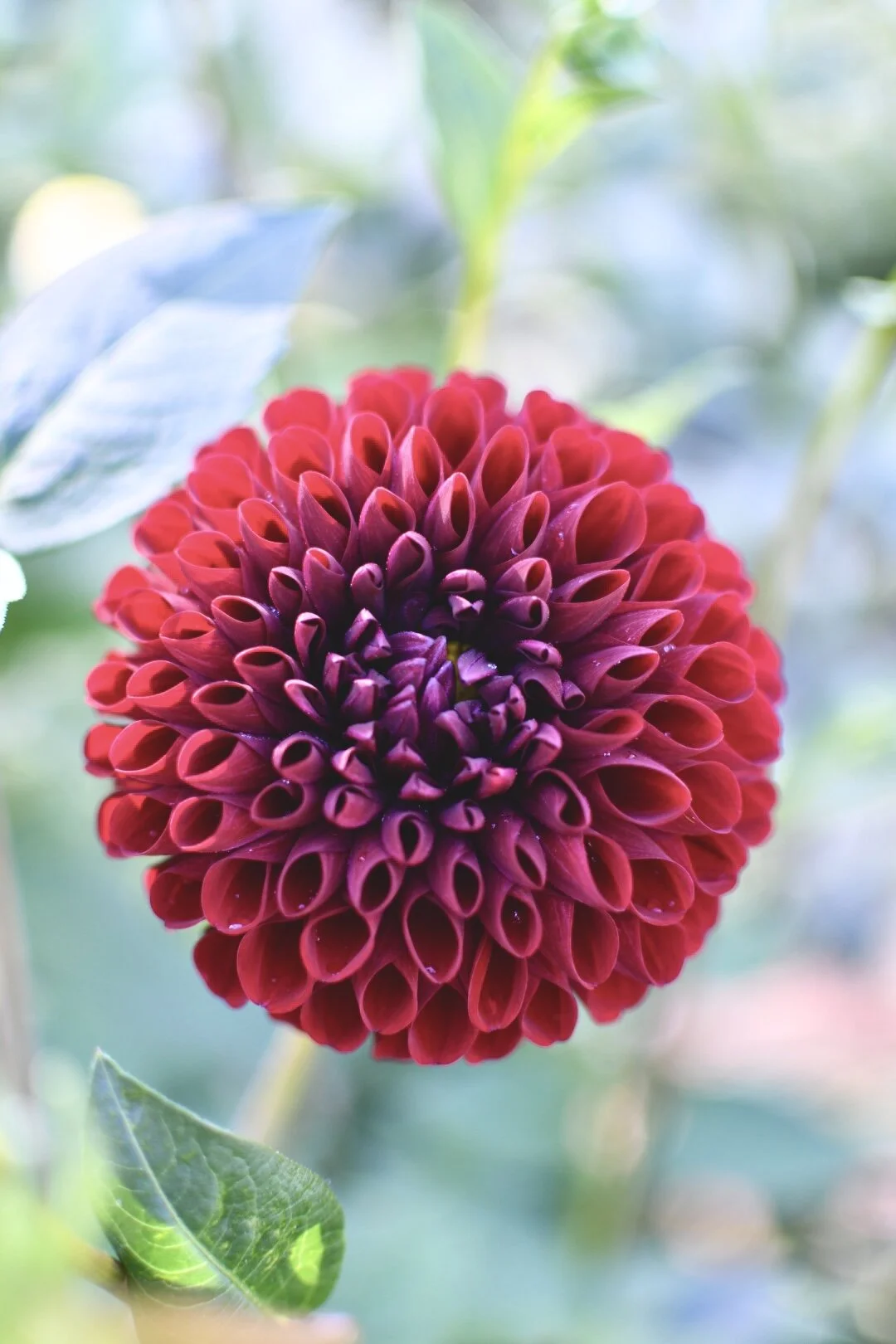 Ferncliff Ebony Dahlia