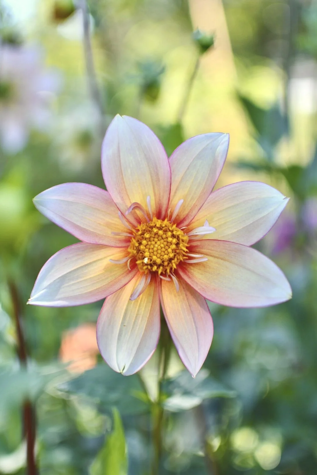 Floret Farm Seedling Dahlia