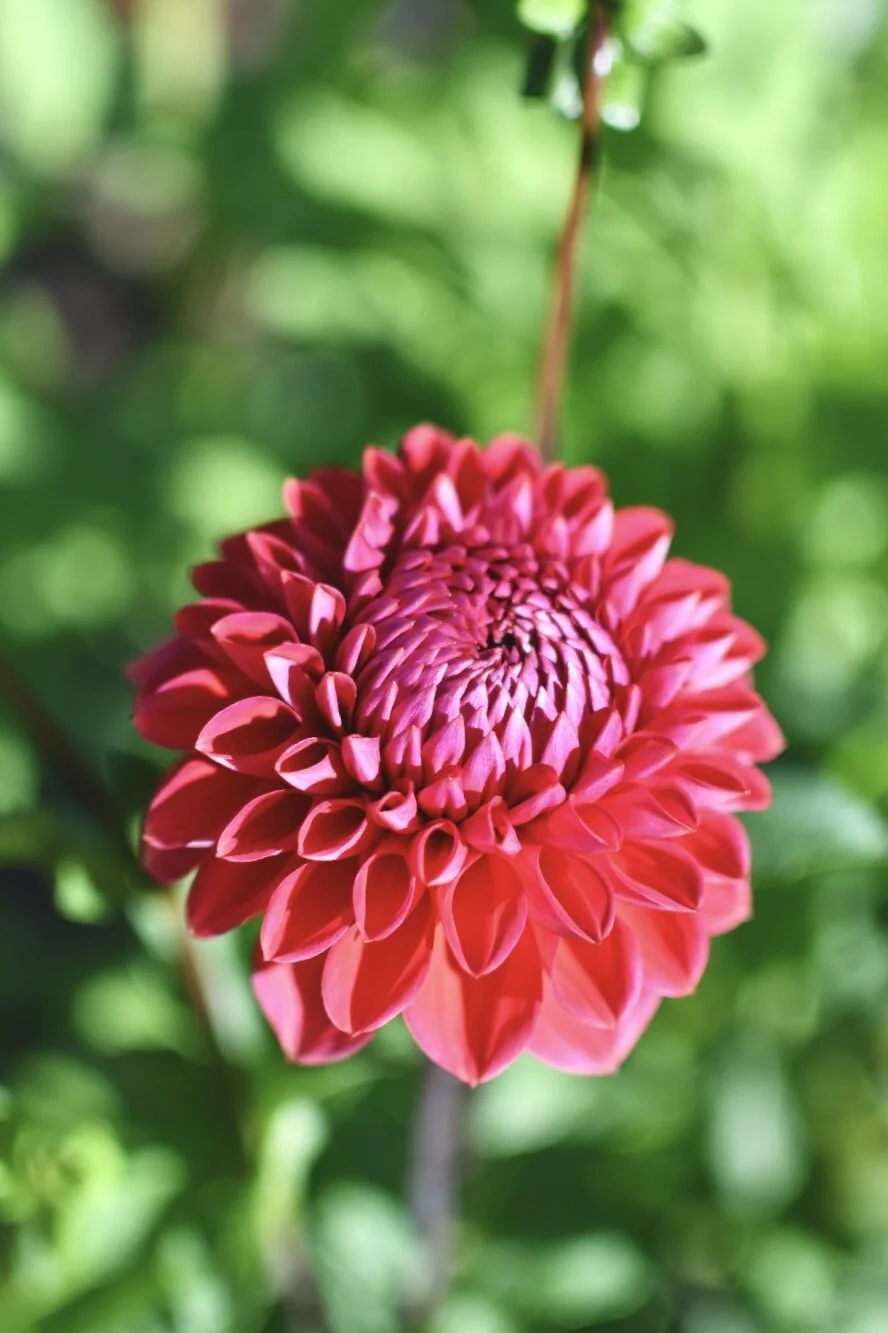 Tempest Dahlia