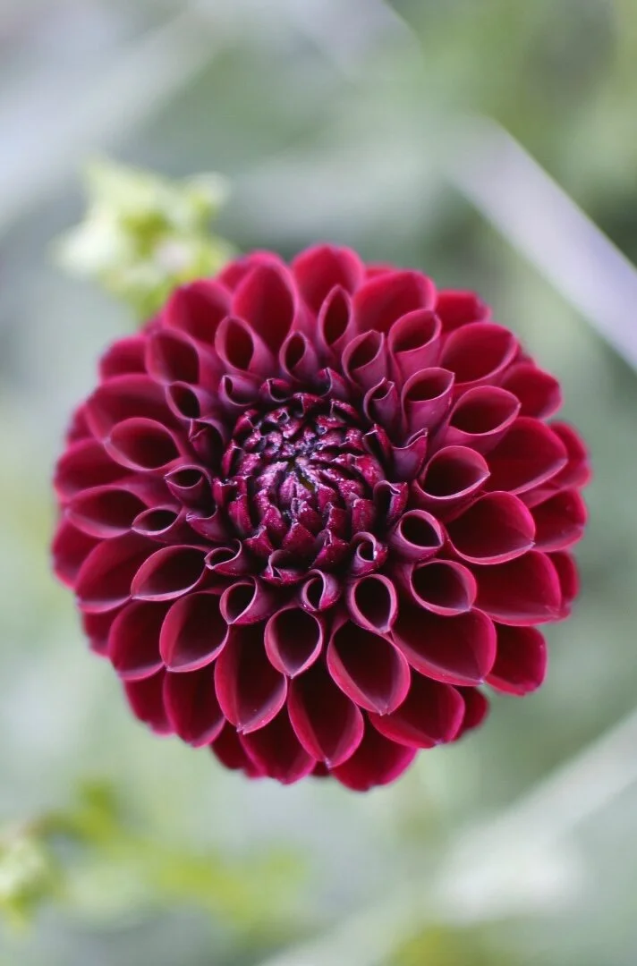 Lyn's Marilyn Dahlia