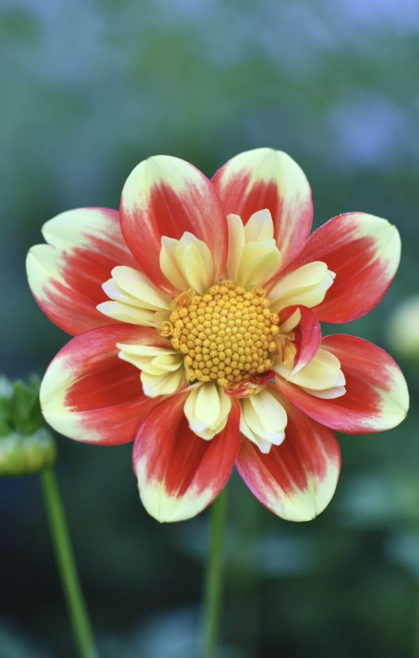 Pooh Dahlia