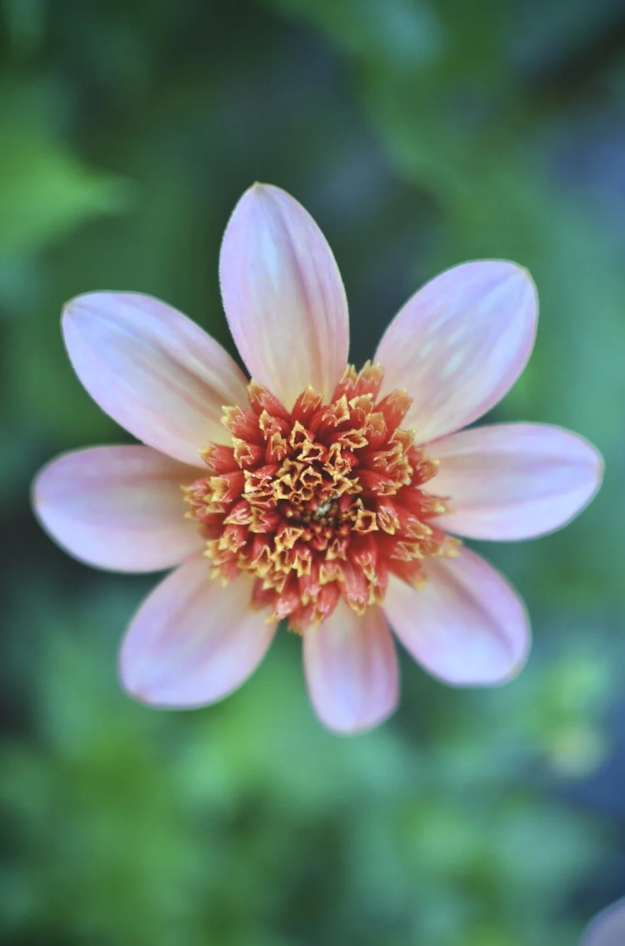 Totally Tangerine Dahlia
