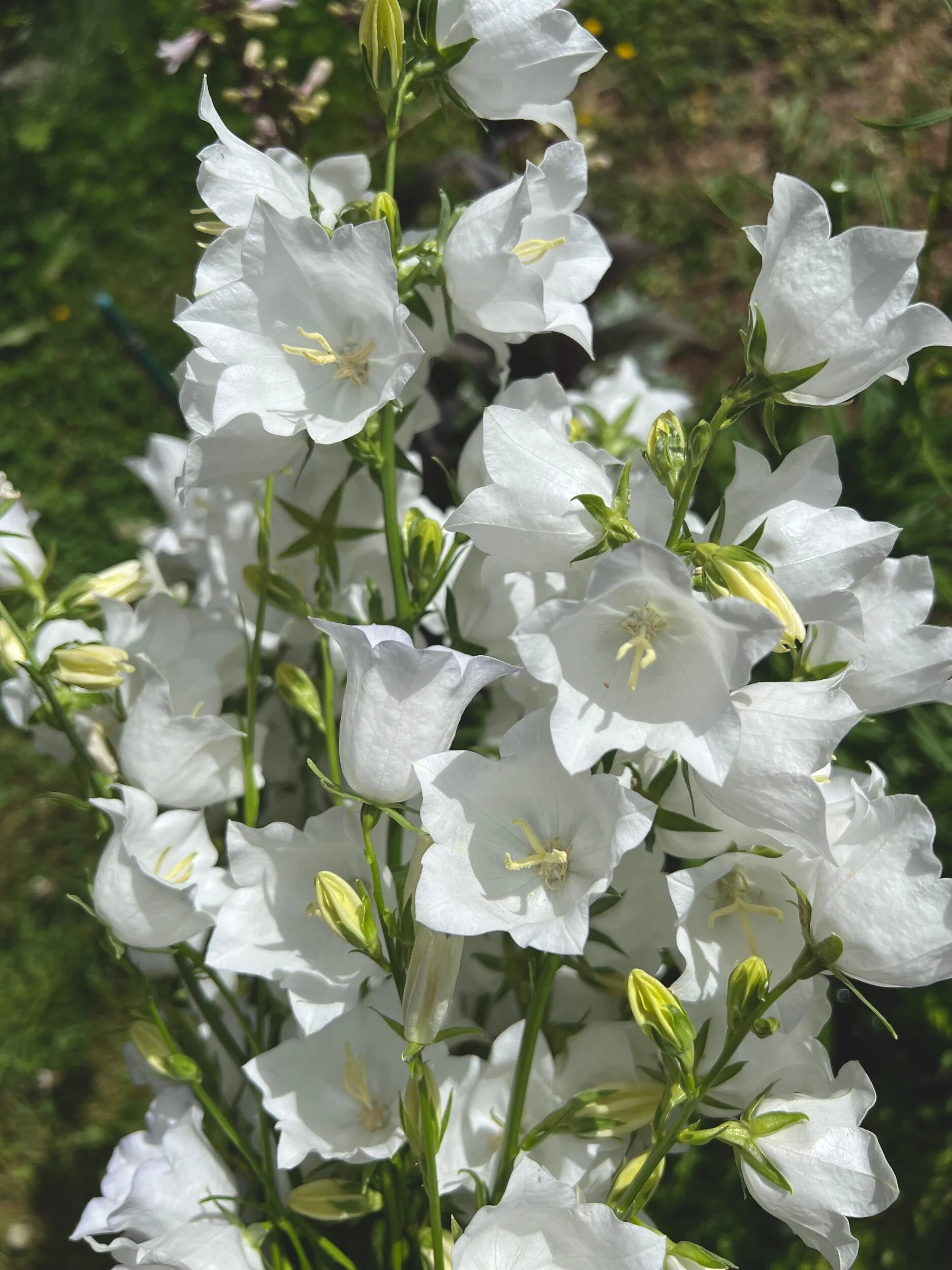 Campanula ‘Alba White'