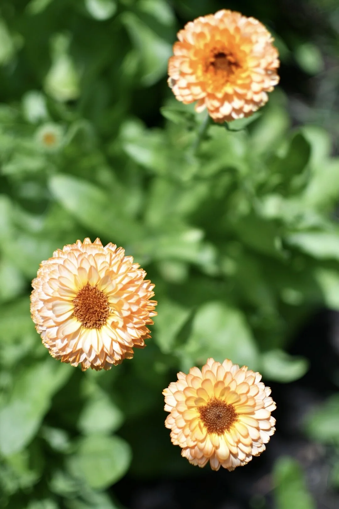 Calendula - MIX