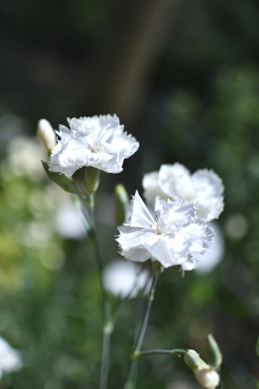 53D0CF8D-D743-45BC-931E-0E192B44E954