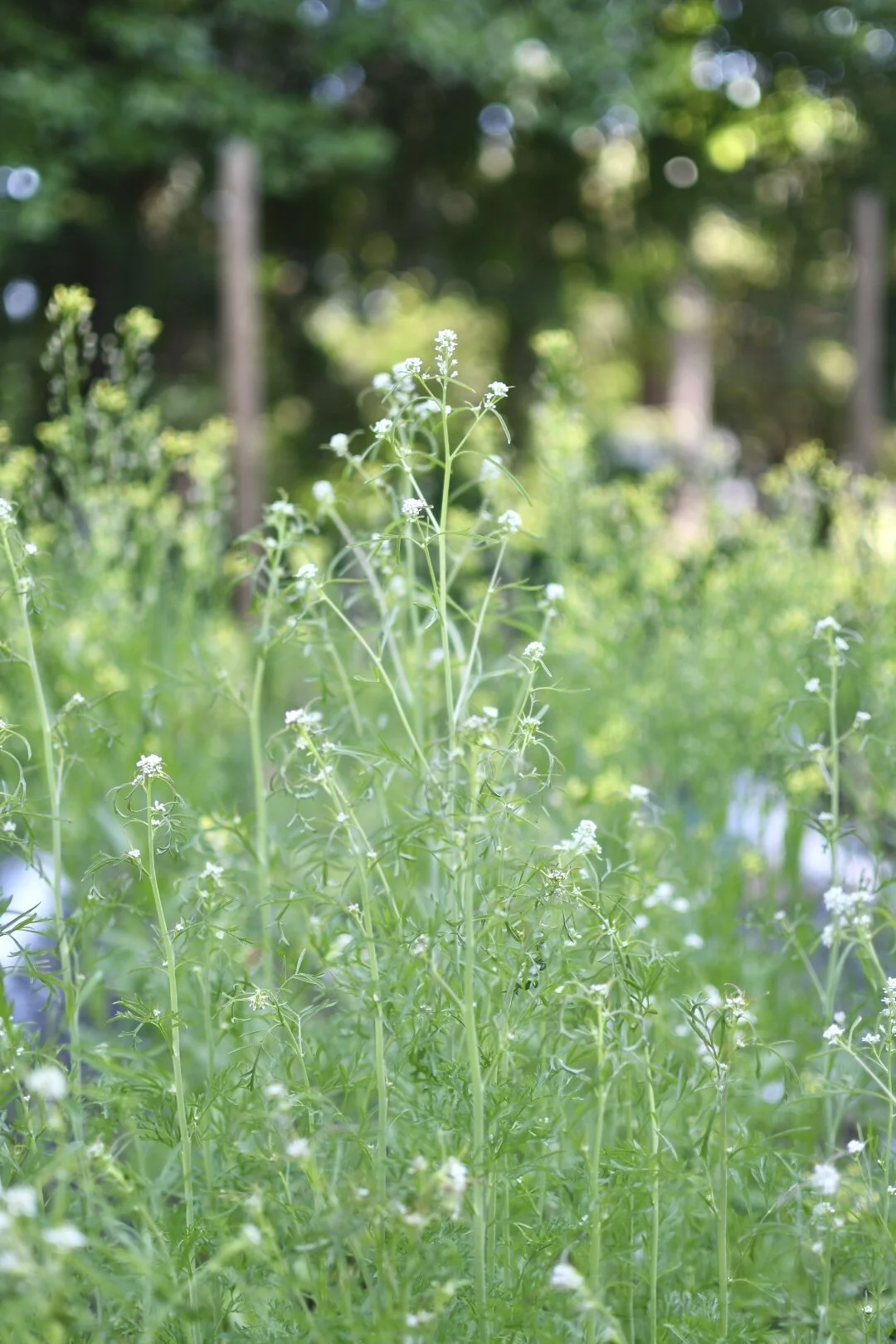 BCA40BB5-9AA2-4F38-9B29-22D95C3217DA