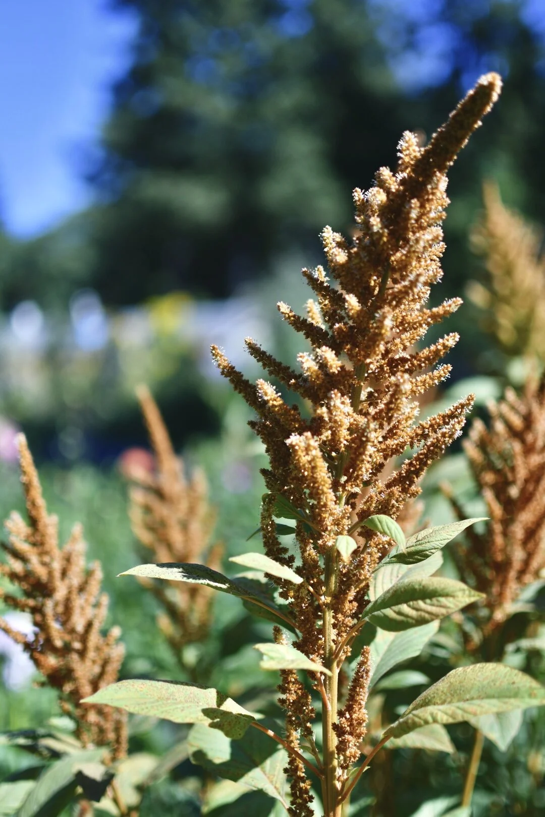 Amaranth ‘Hot Biscuits’