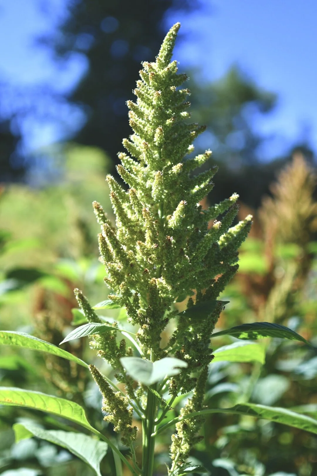 Amaranth ‘Autumn’s Touch’