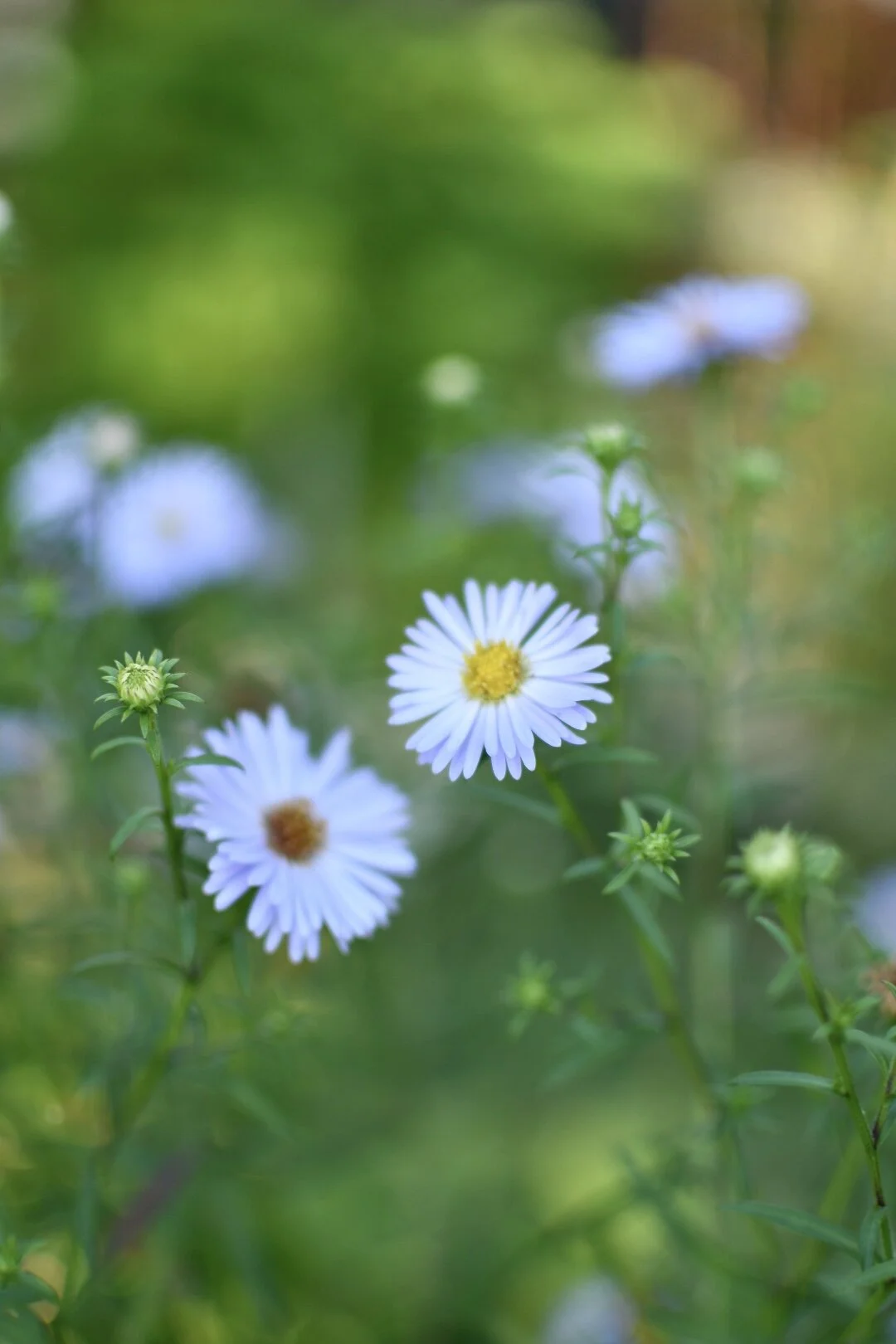 New England Aster