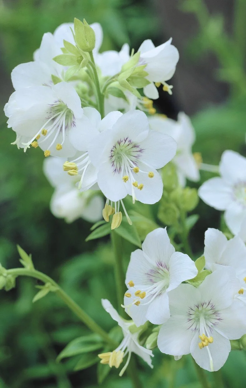 Jacobs Ladder ‘White Pearl’