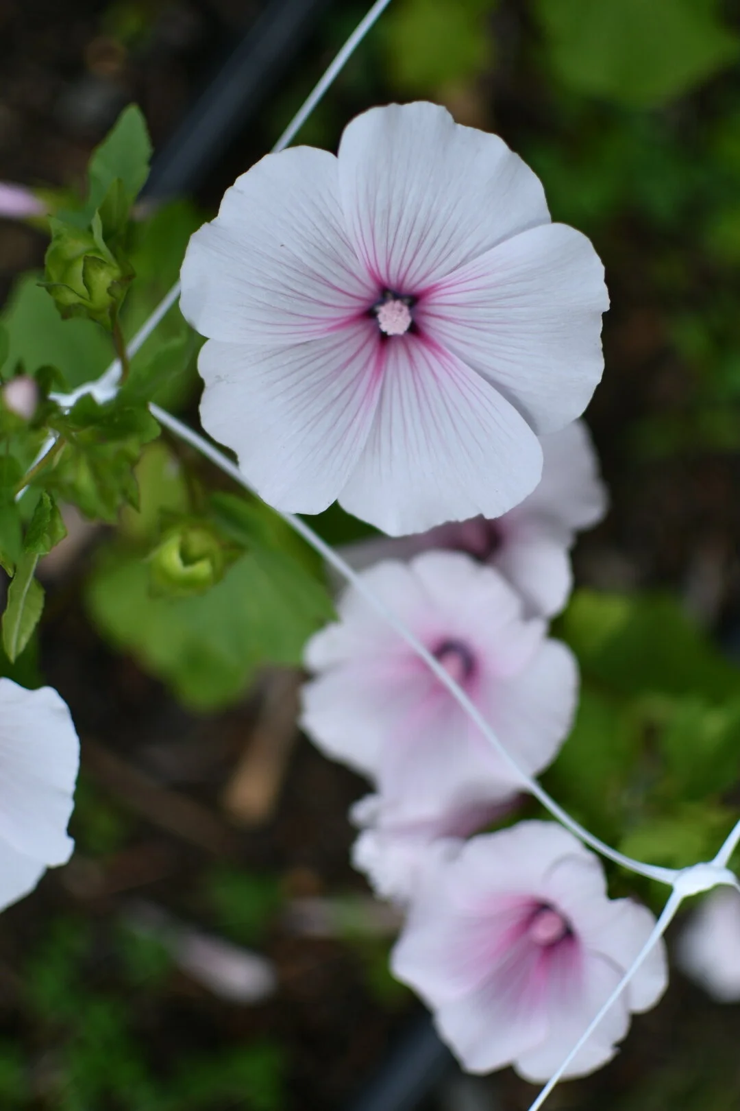 D197F006-D82F-454E-B836-DB29E8948D9B