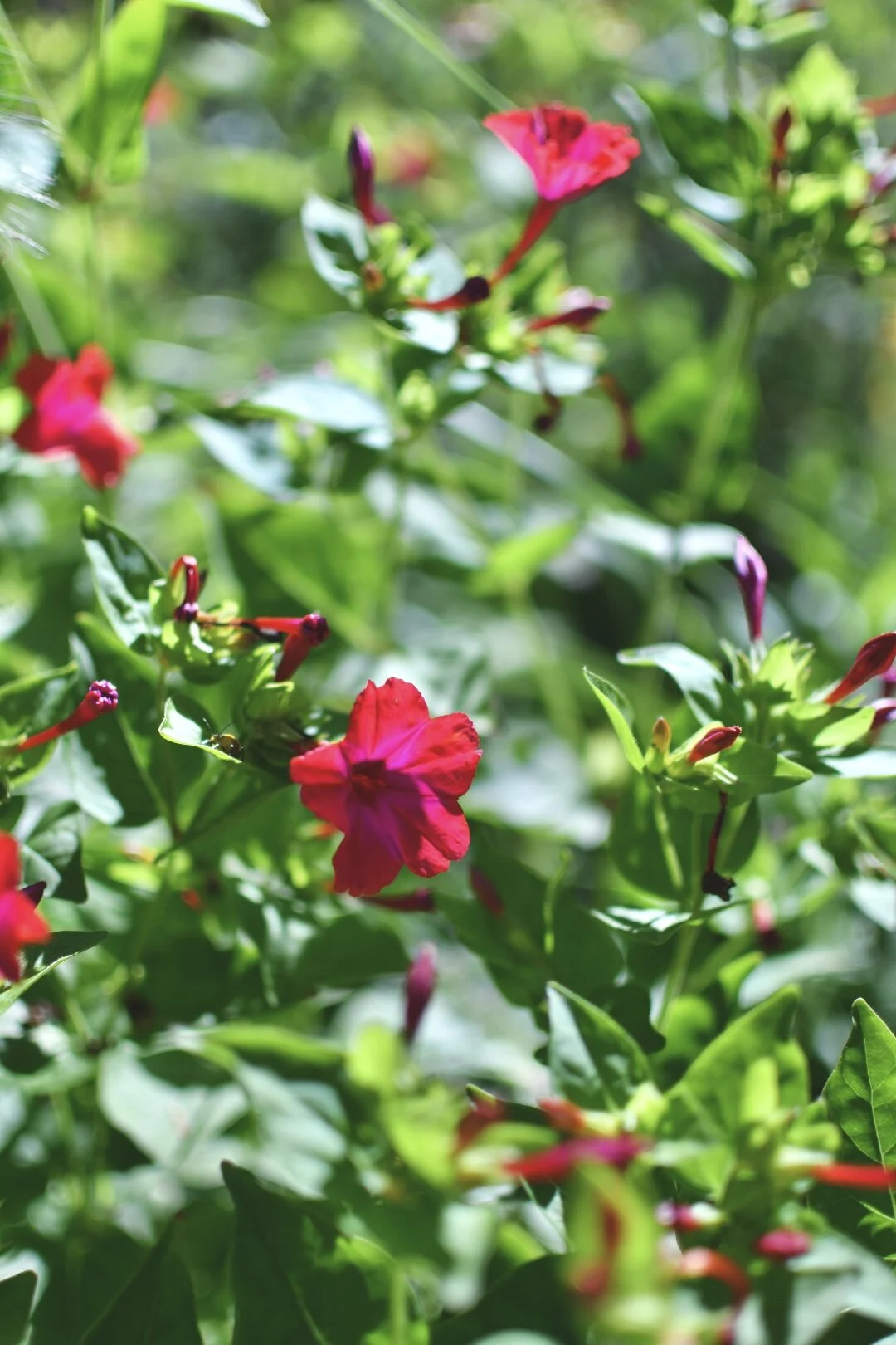Marvel of Peru Rose ‘4 O’clocks’