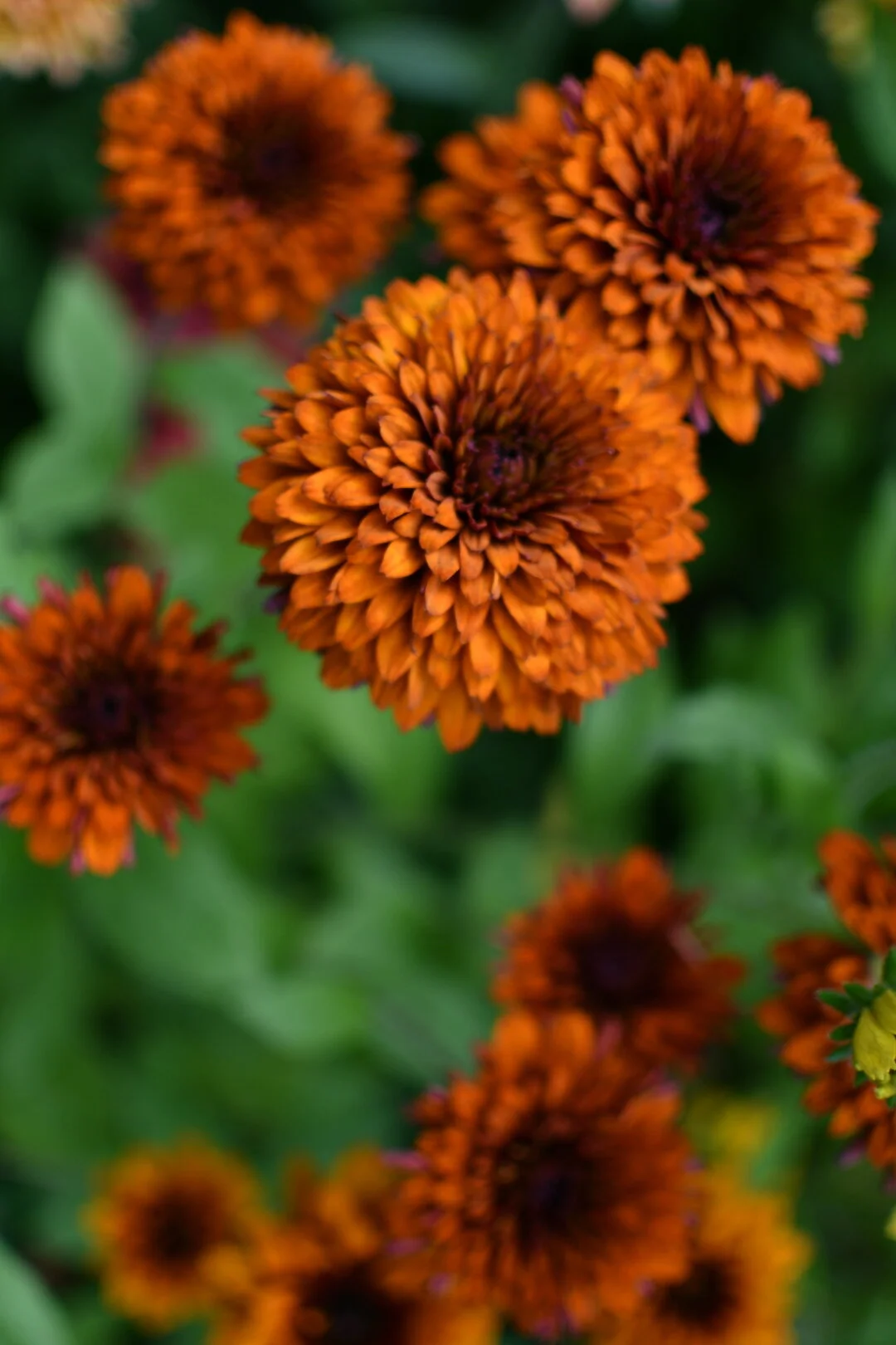 Black Eyed Susan ‘Cherokee Sunset’ MIX