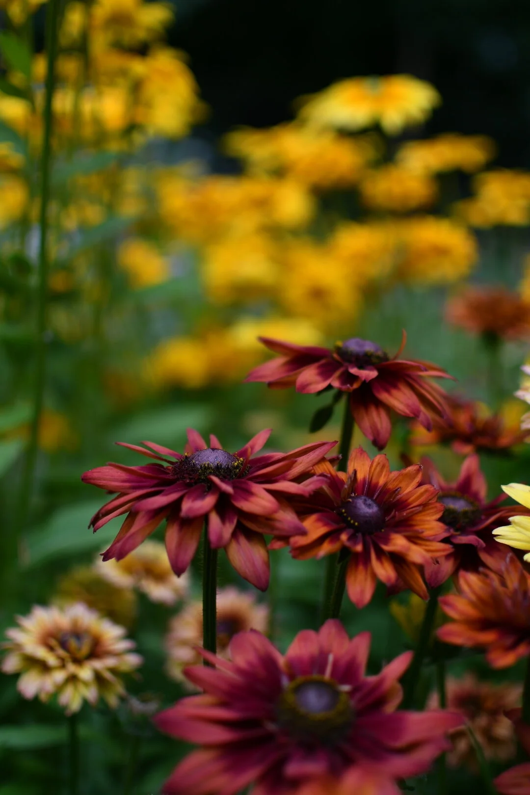 Black Eyed Susan - MIX