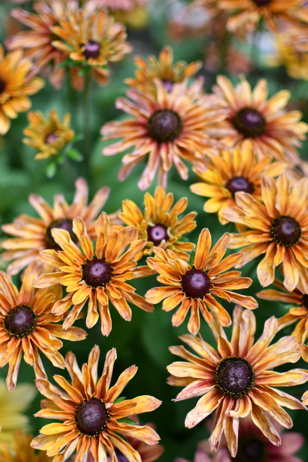 E5346835-F8B5-4D51-B3B7-DBD077FCC6F1