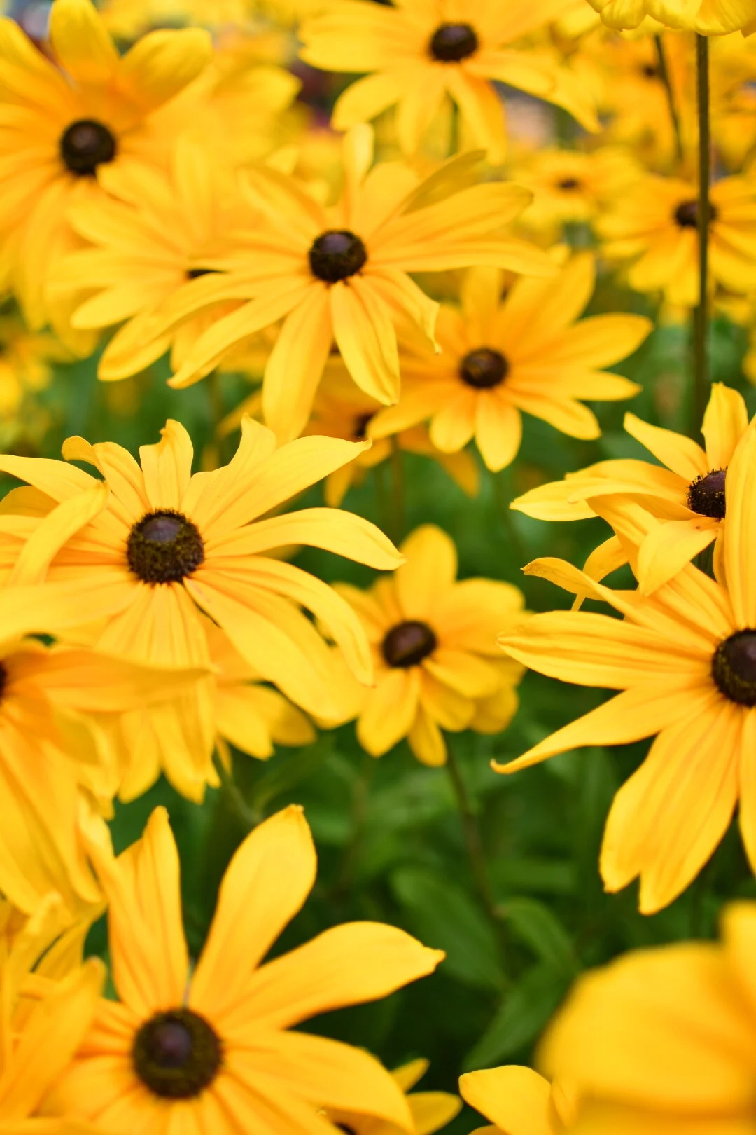 Black Eyed Susan ‘Indian Summer’